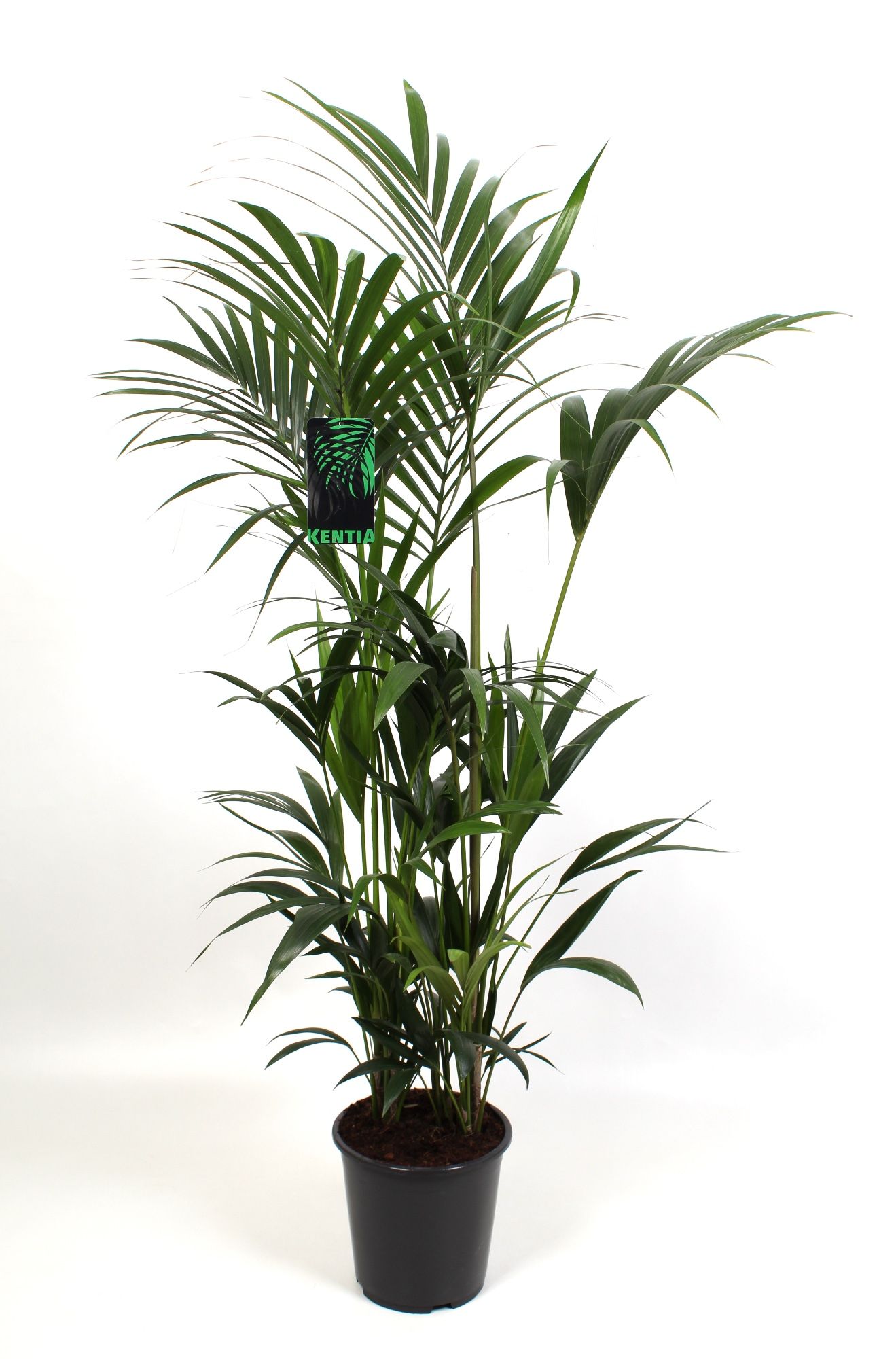 Kentia Howea Forsteriana 27 cm 180 cm hoog, D 27