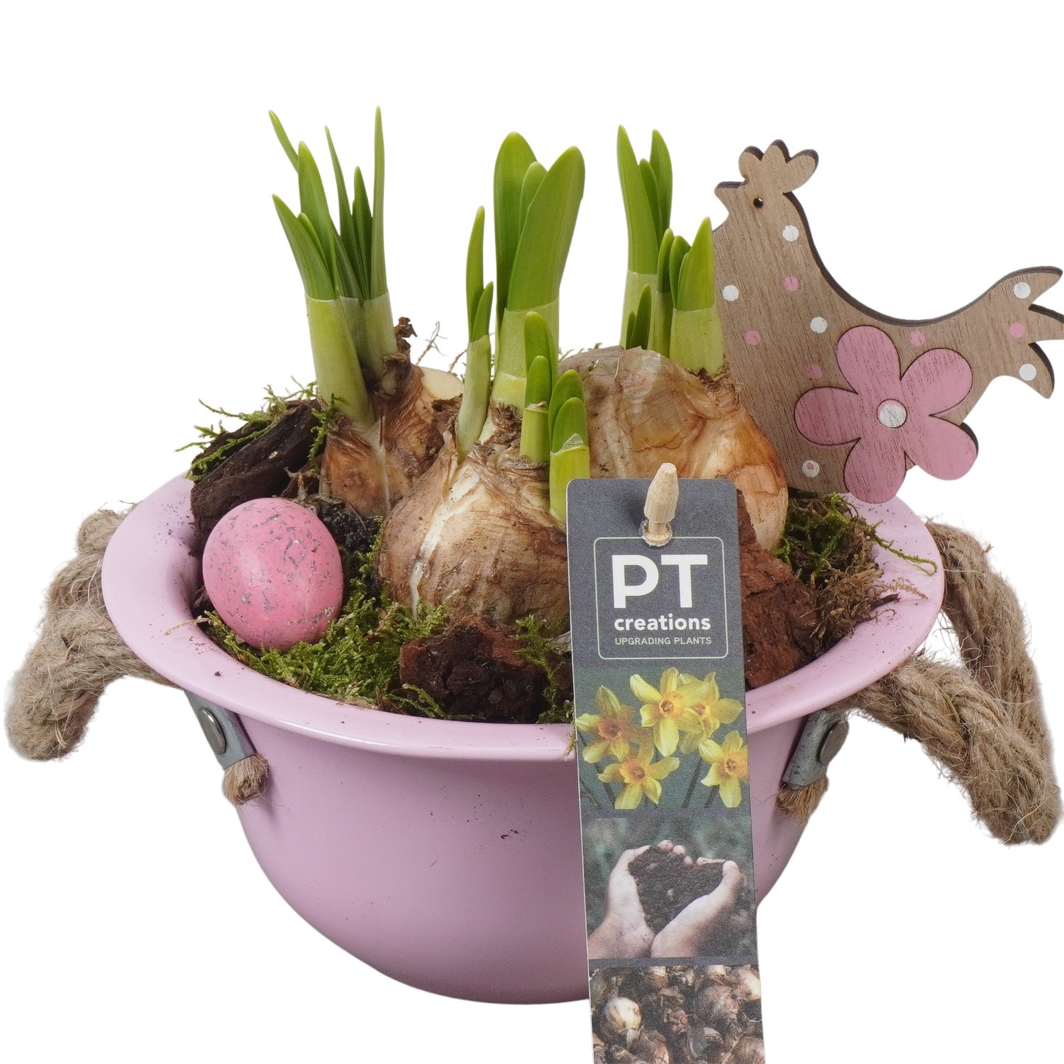 PTNP4413 Arrangement Narcissus Easter in zink schaal, D 16