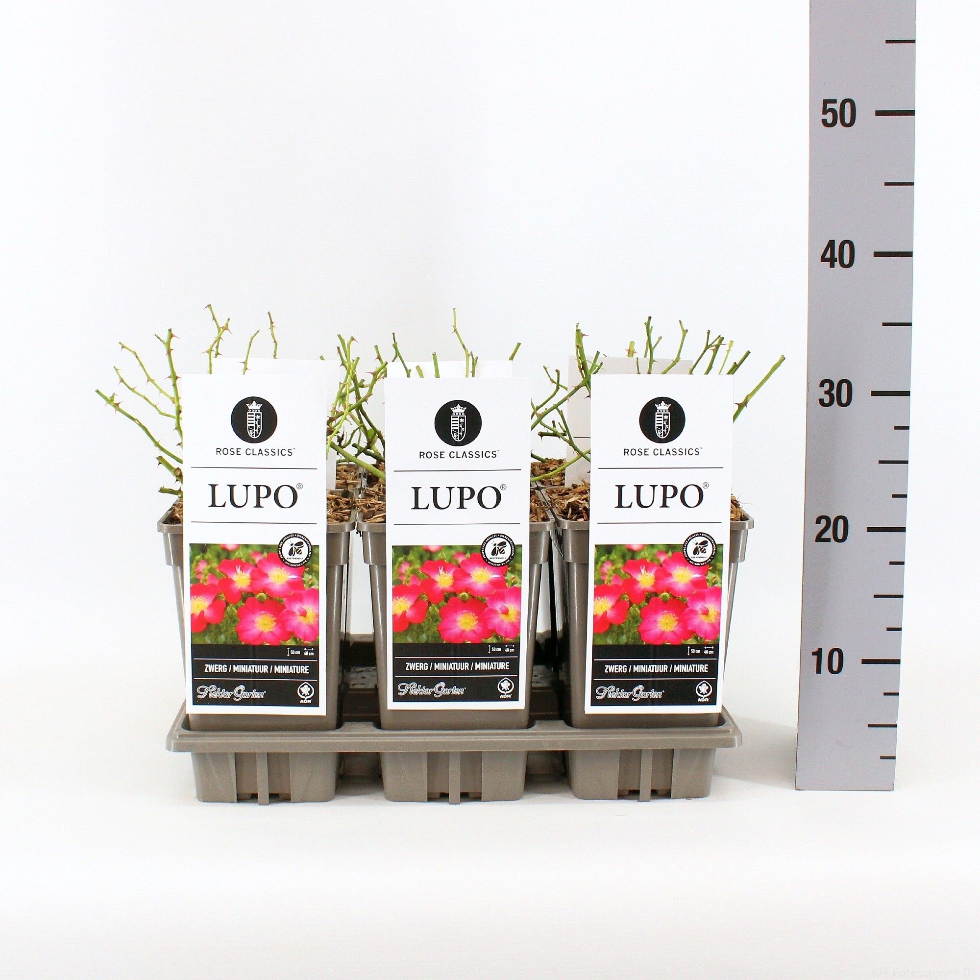 Rosa (M) Lupo ®, C3, D 17