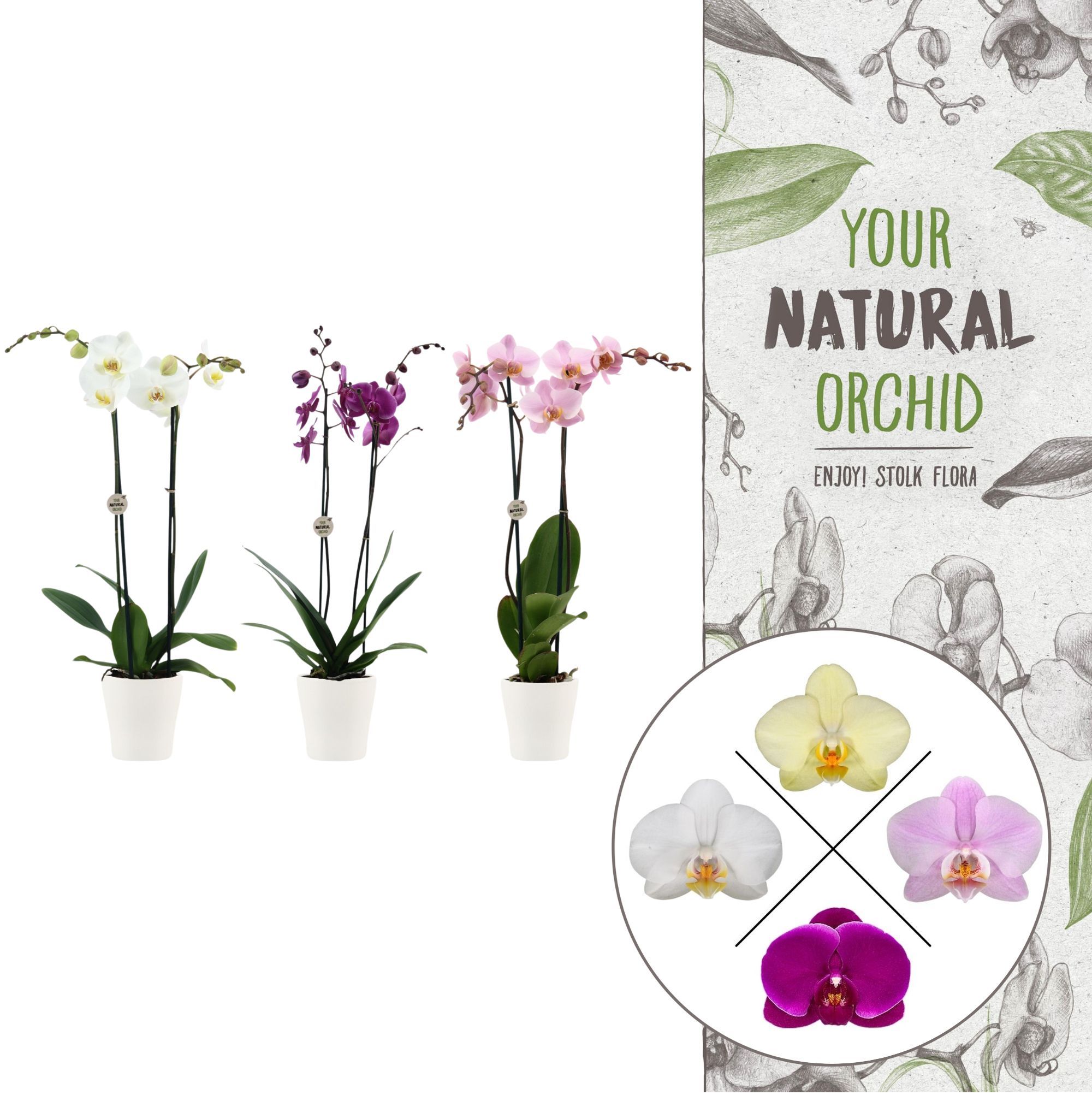 Your Natural Orchid | mix in Anna wit keramiek | Phal. 2 spike, D 12