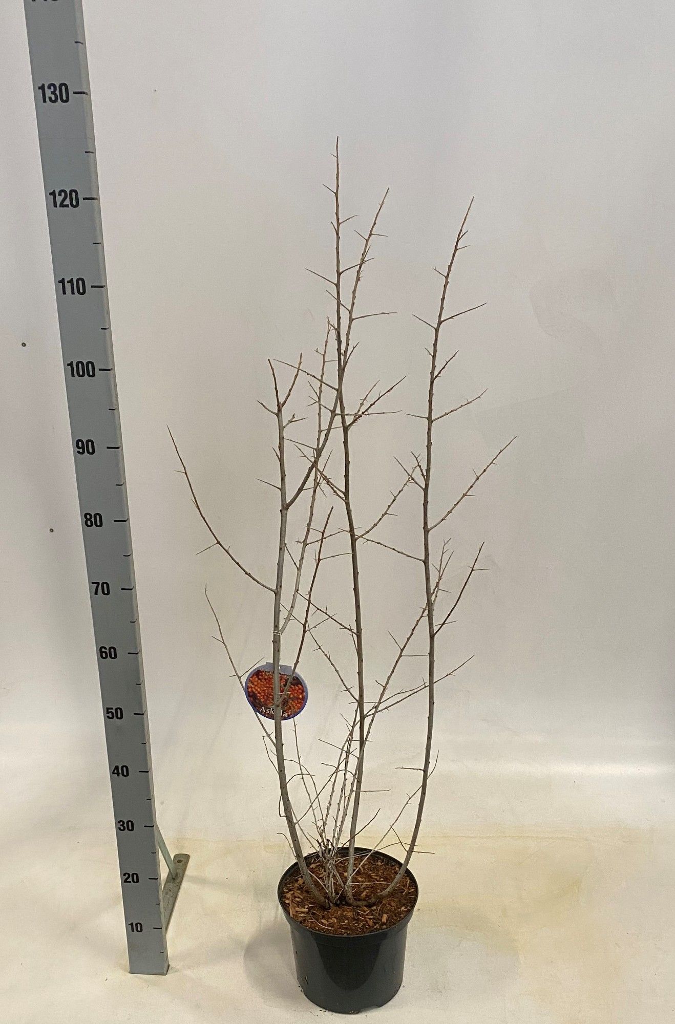 Hippophae rhamoides 'Pollmix', D 23