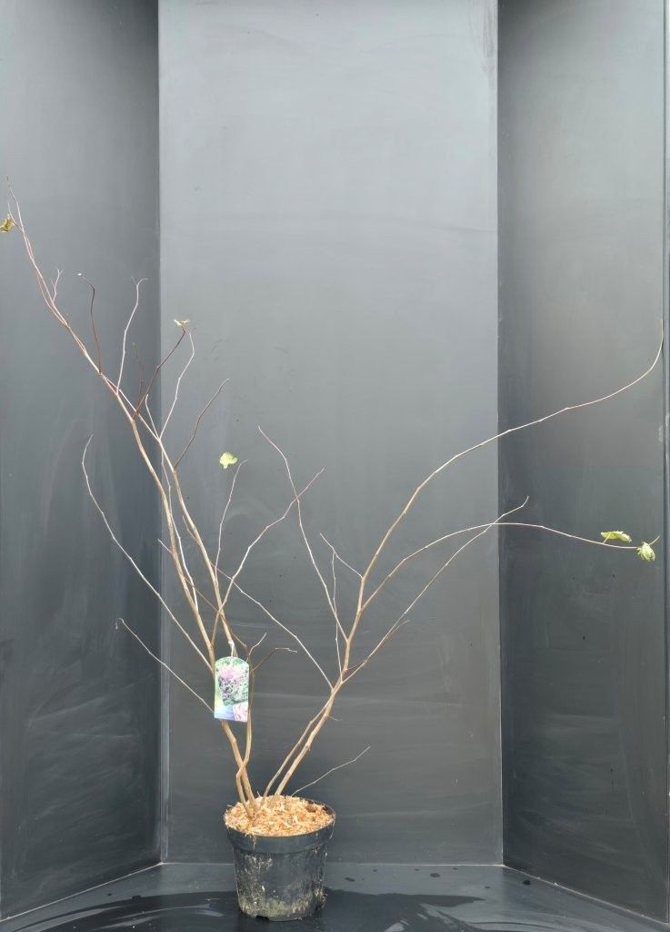 Cercis siliquastrum, D 29