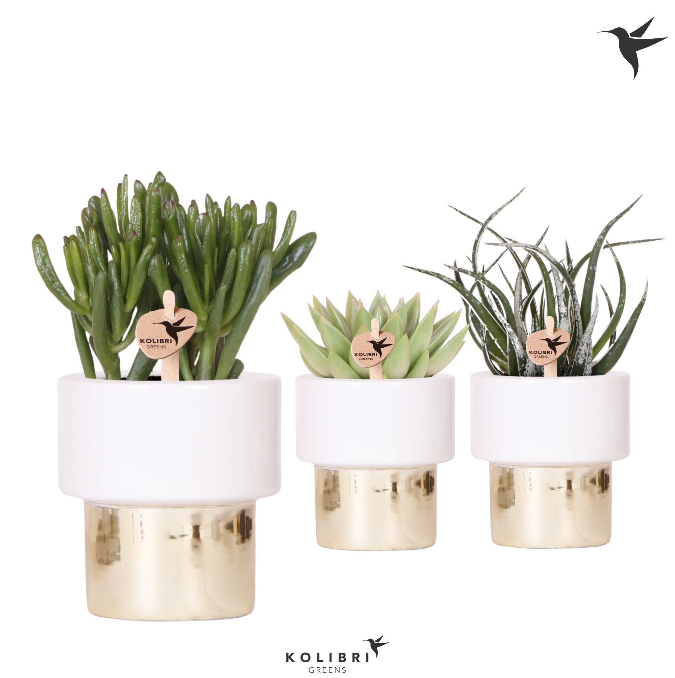 Kolibri Greens Succulenten mix in Lush pot gold, D 9