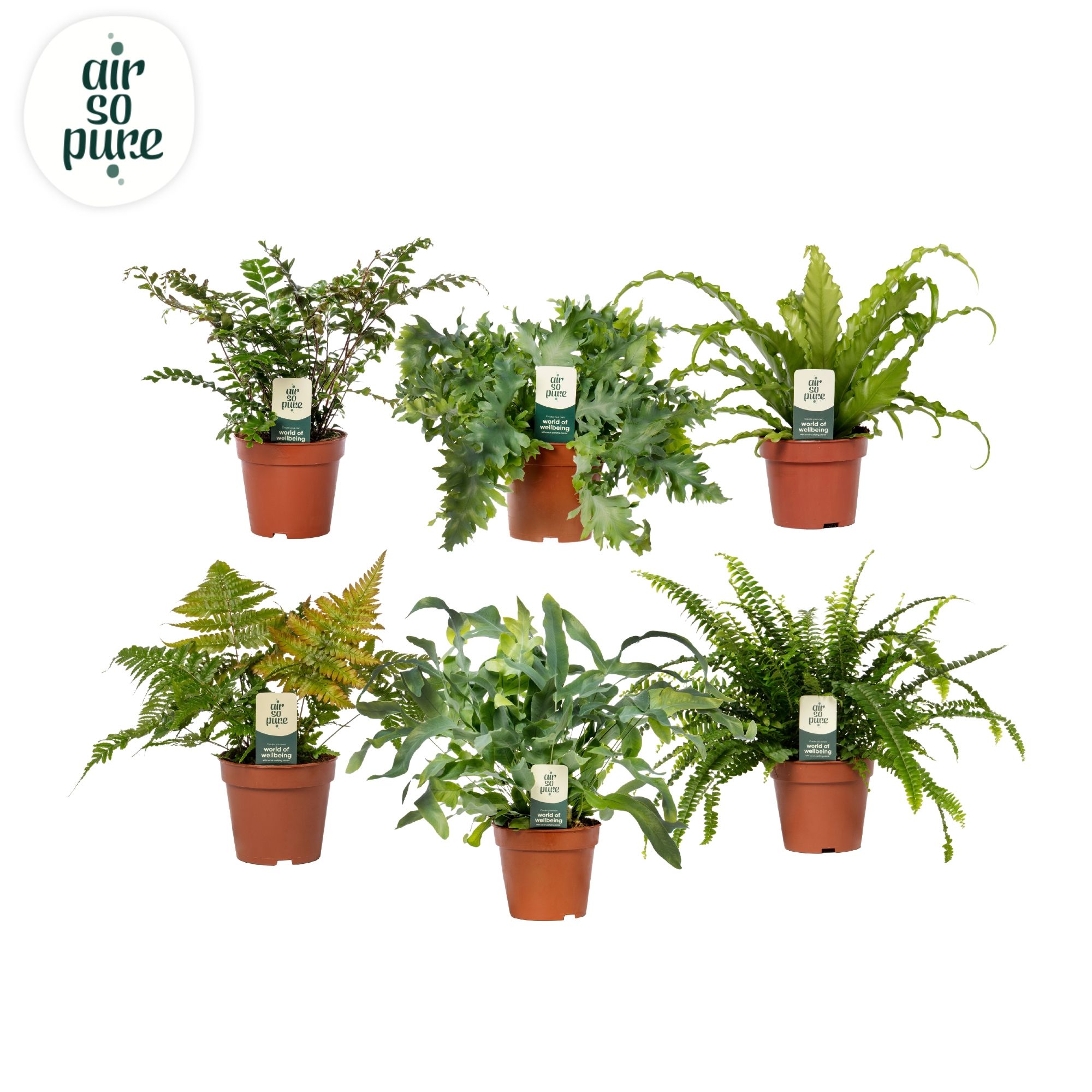 Varenmix - Air So Pure, D 12