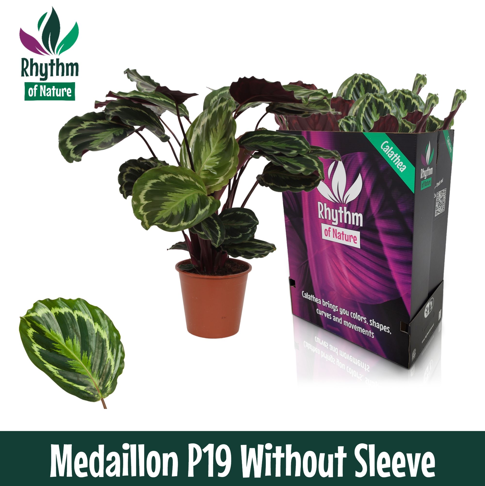 Calathea 19cm Medaillon - Rhythm of Nature zonder hoes, D 19