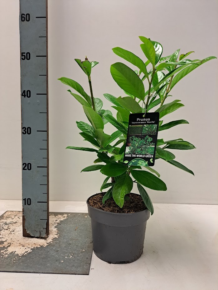 Prunus laurocerasus 'Novita' - C2, D 17