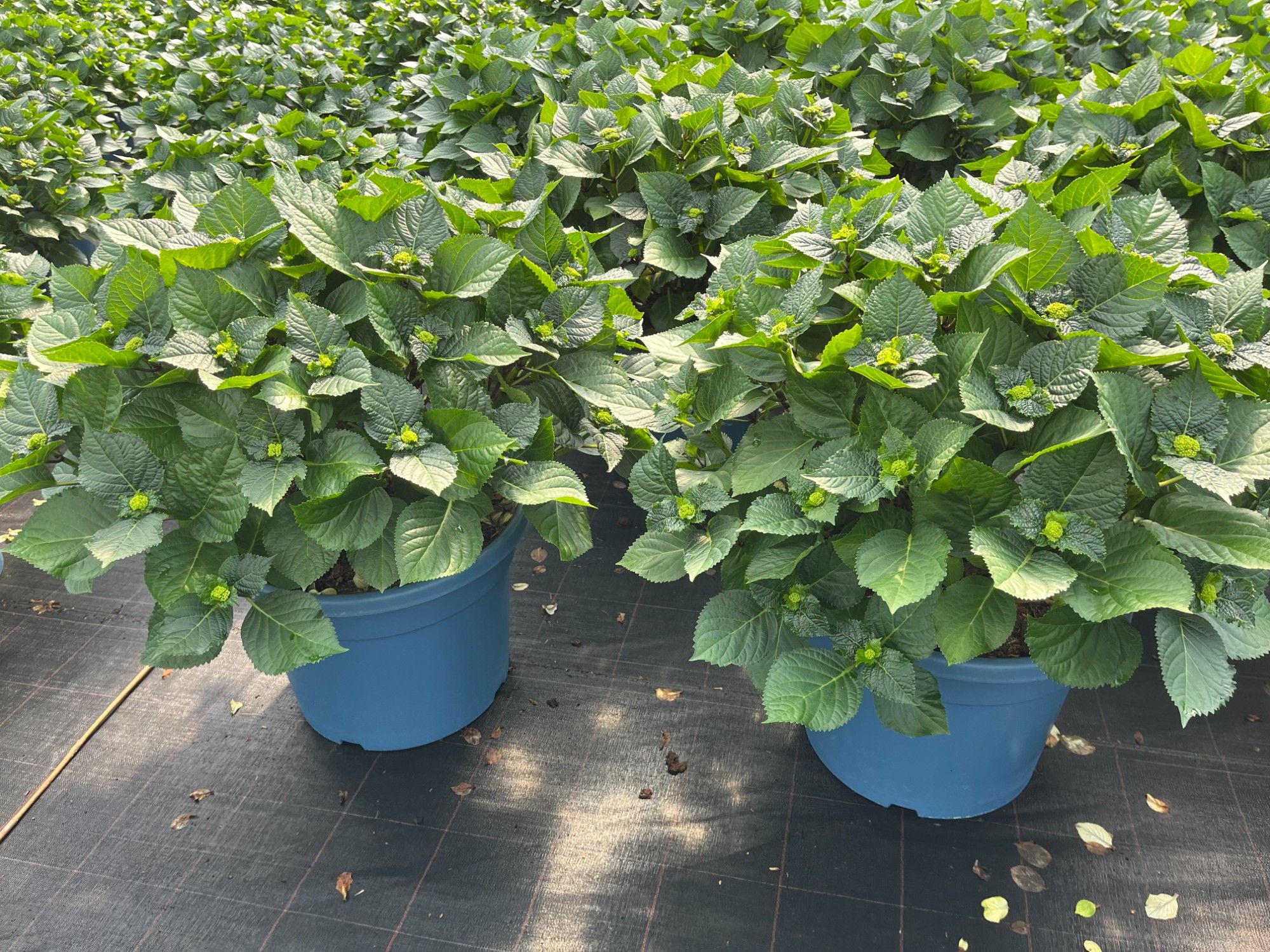 Hydrangea mix cc 33cm, D 33 cm