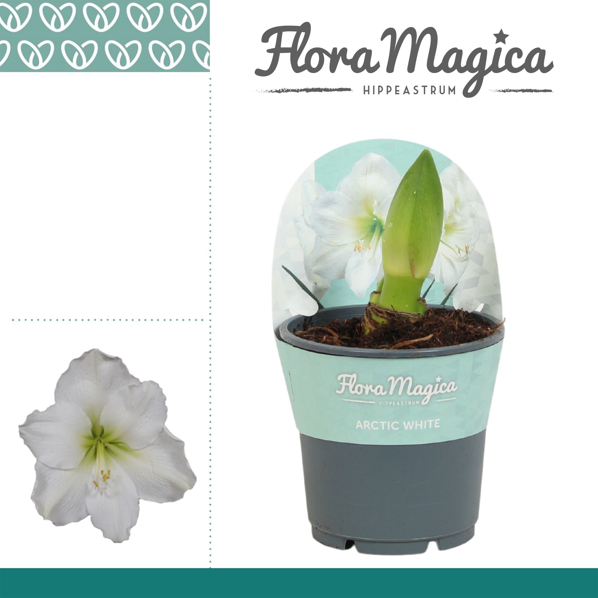 Amaryllis Arctic White 2 knop in Potkraag, D 12