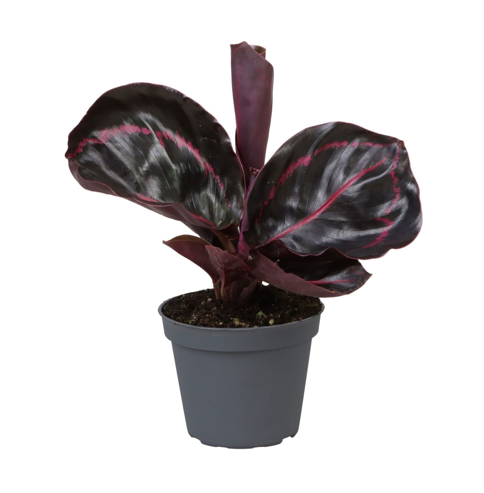 Calathea Dottie� 6 cm, D 6