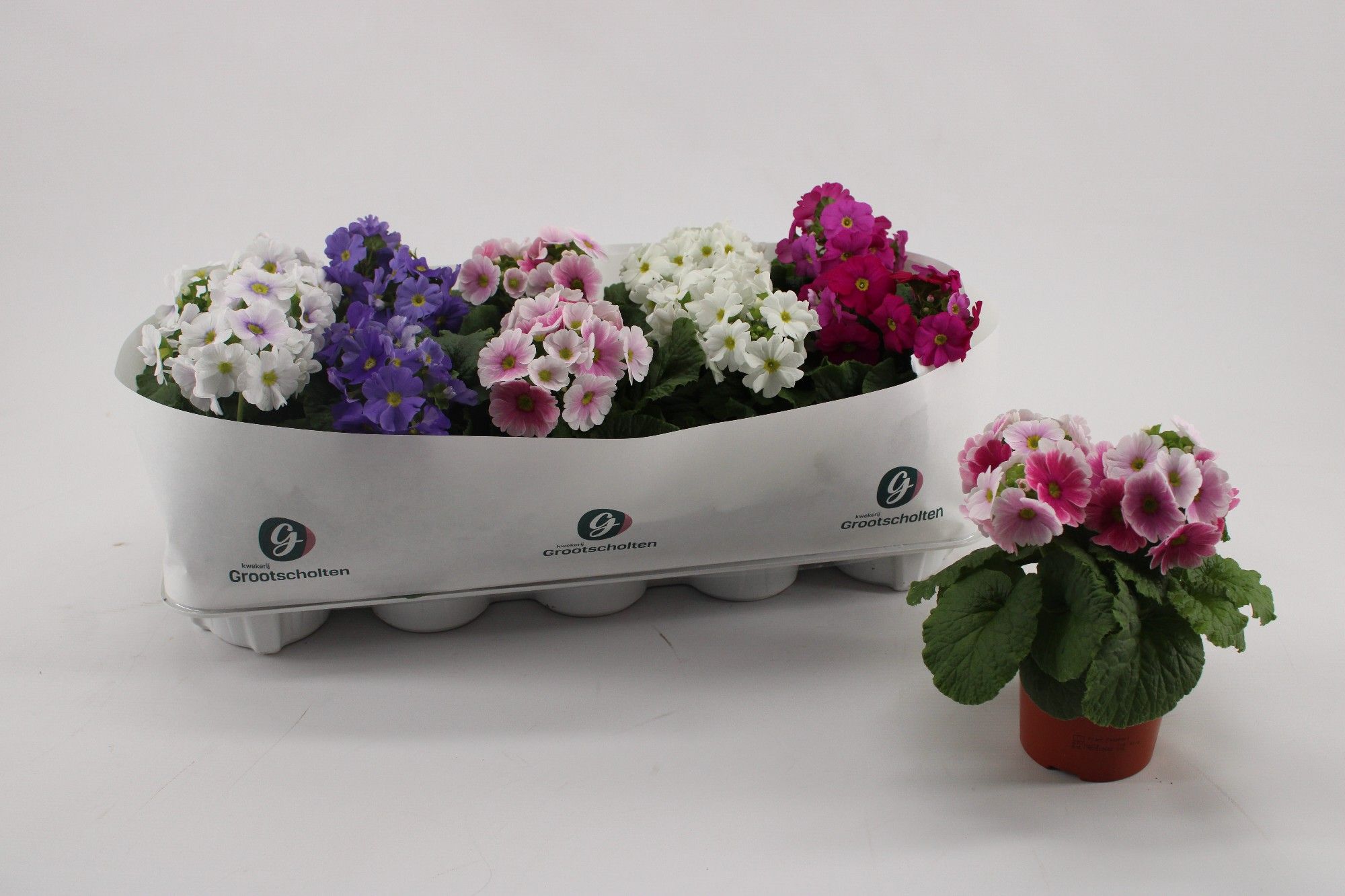 Primula Obconica Mix, D 10,5