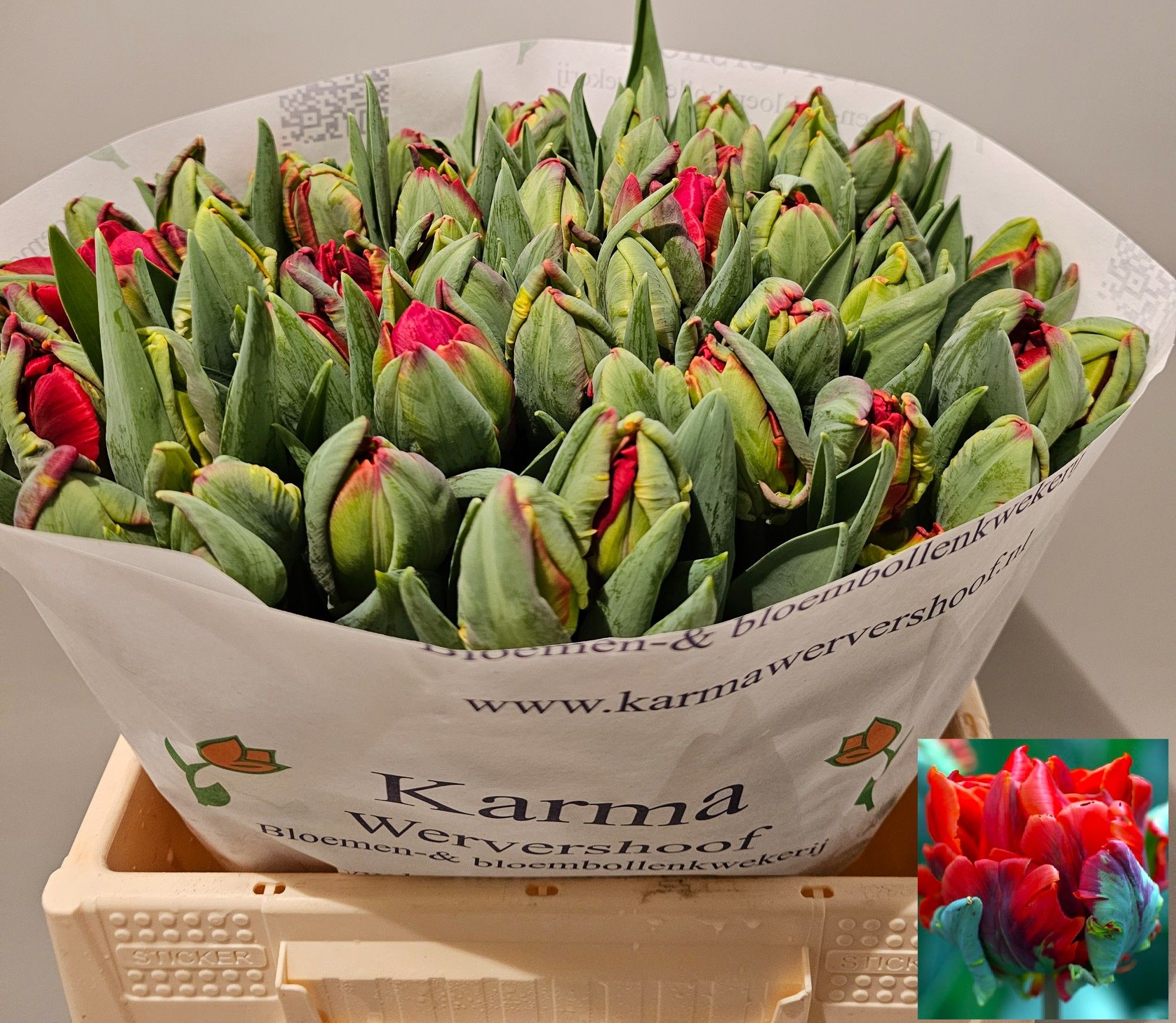 Тюльпан дв. Рококо Дабл, шт.