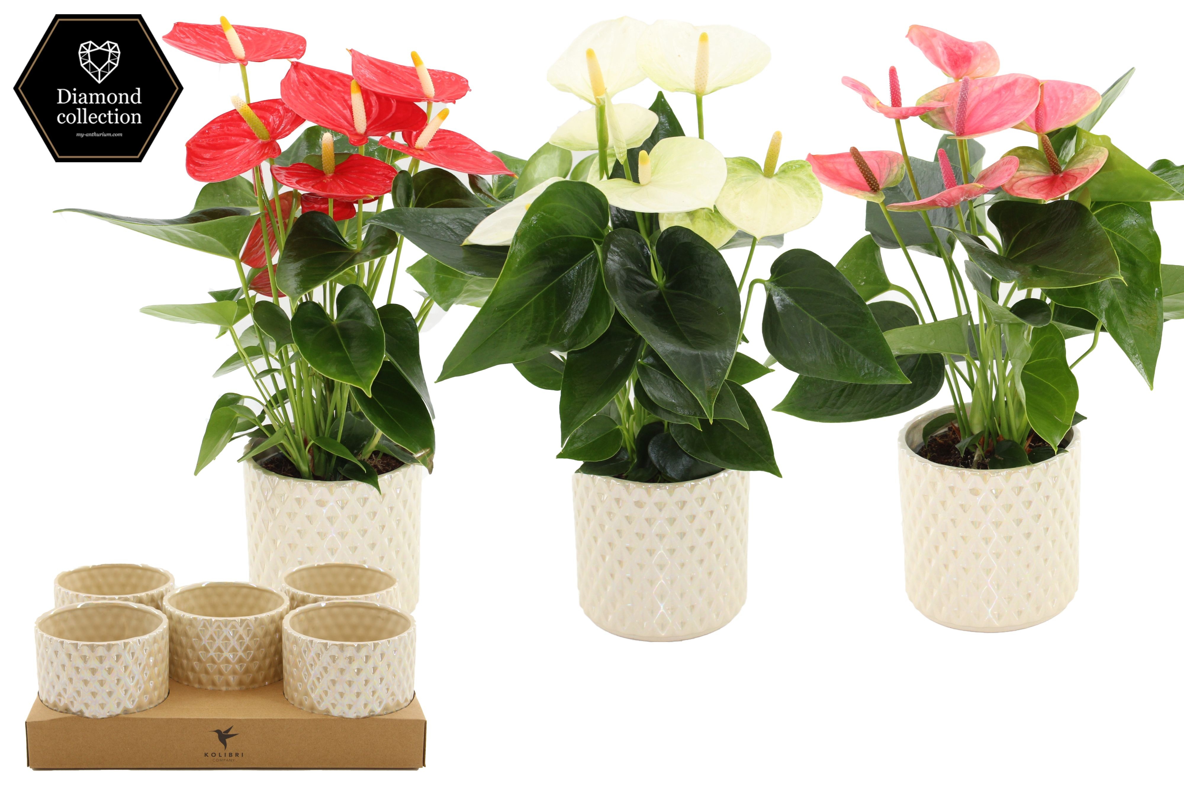 Anthurium 12 cm 3 color mix in Diamond Pearl Travertine ceramics, D 12
