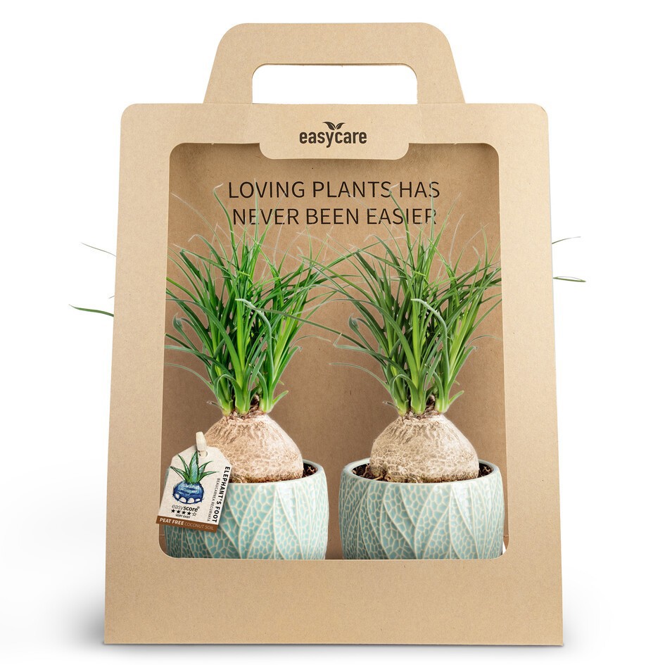 Beaucarnea recurvata 30990013 2-Pack Leaf Ocean, D 10