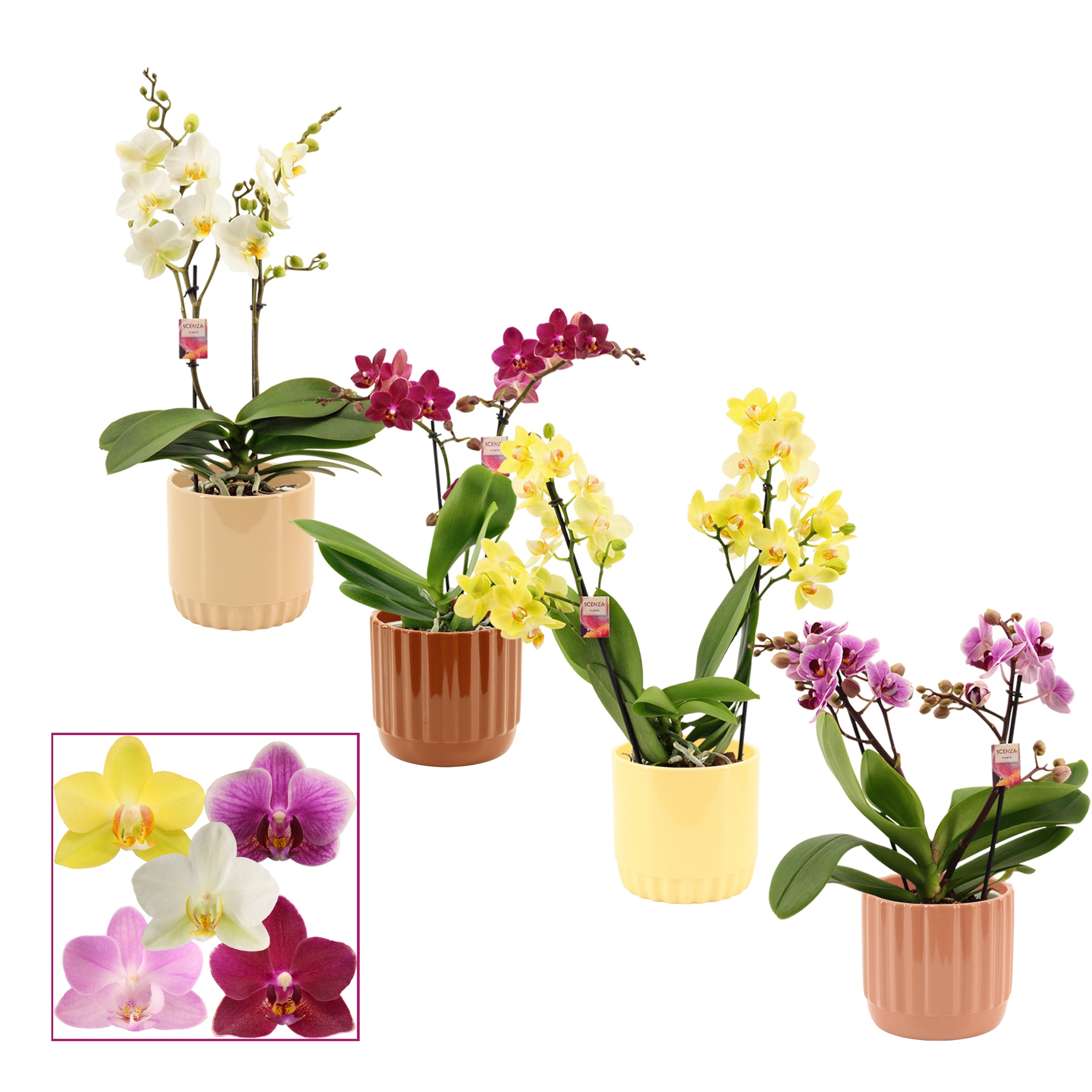 Phalaenopsis multiflora 2 tak mix in Liam (Coffee blend-collect, D 12