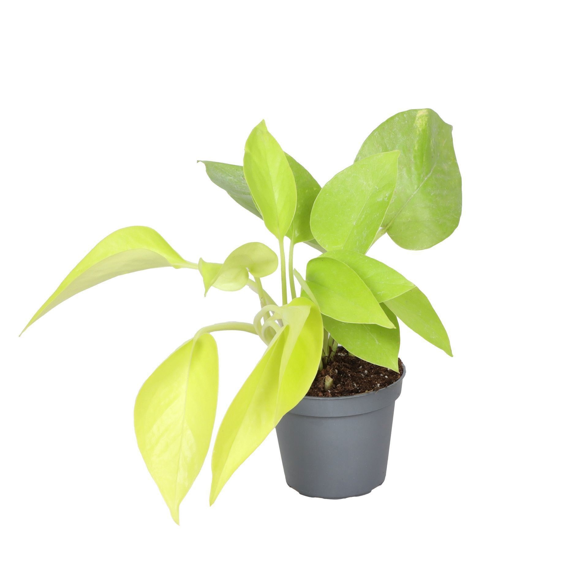 Philodendron Neon, D 6