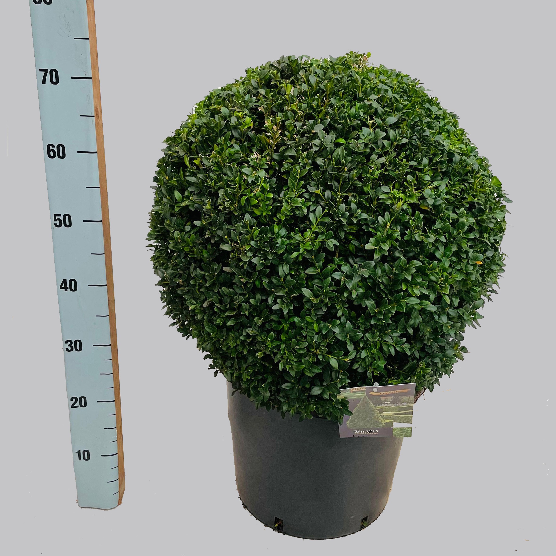 Buxus semp. bol 45 cm C20, D 37