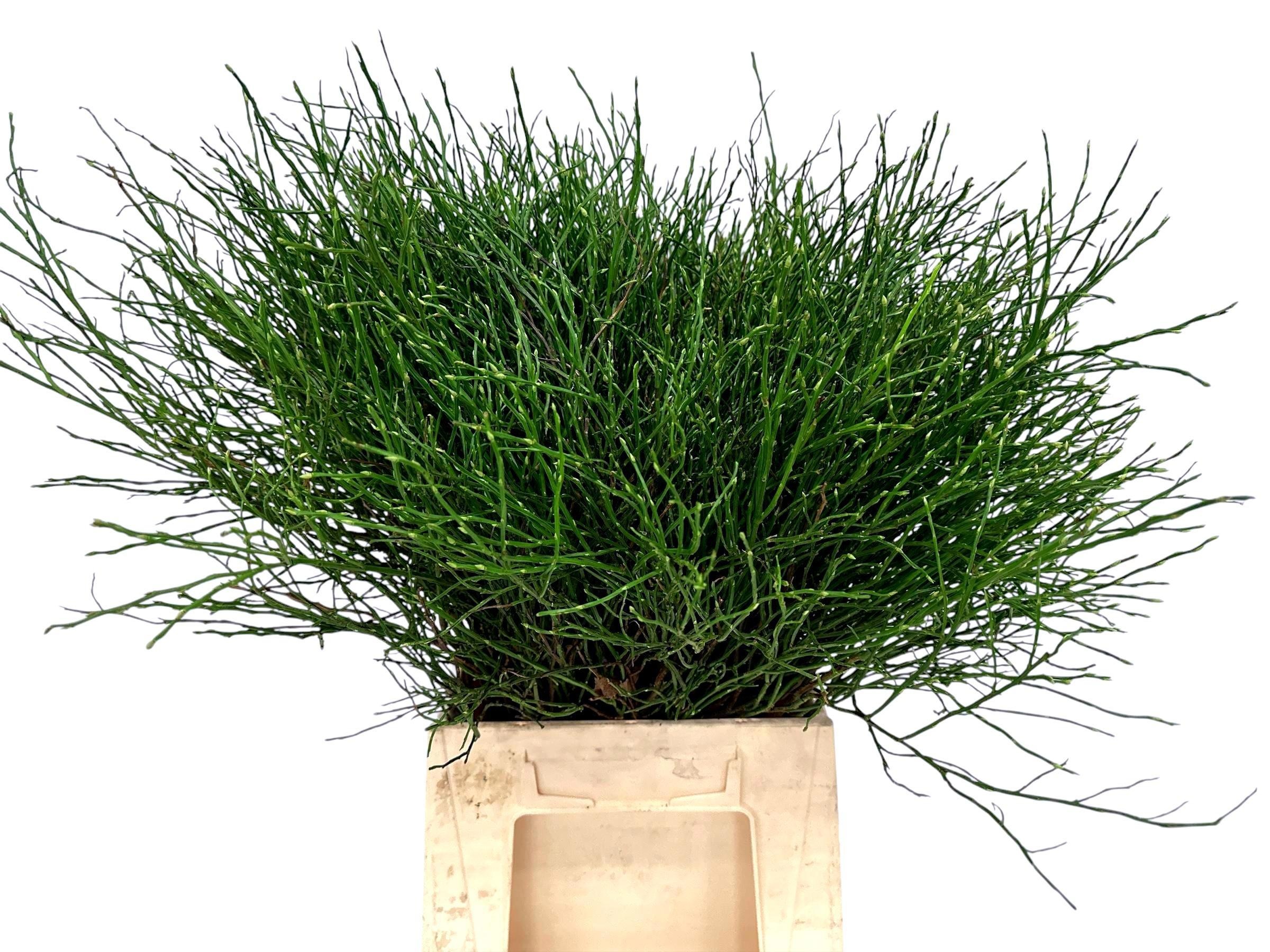 Вациниум Хаклберри за пучок 50, пуч.