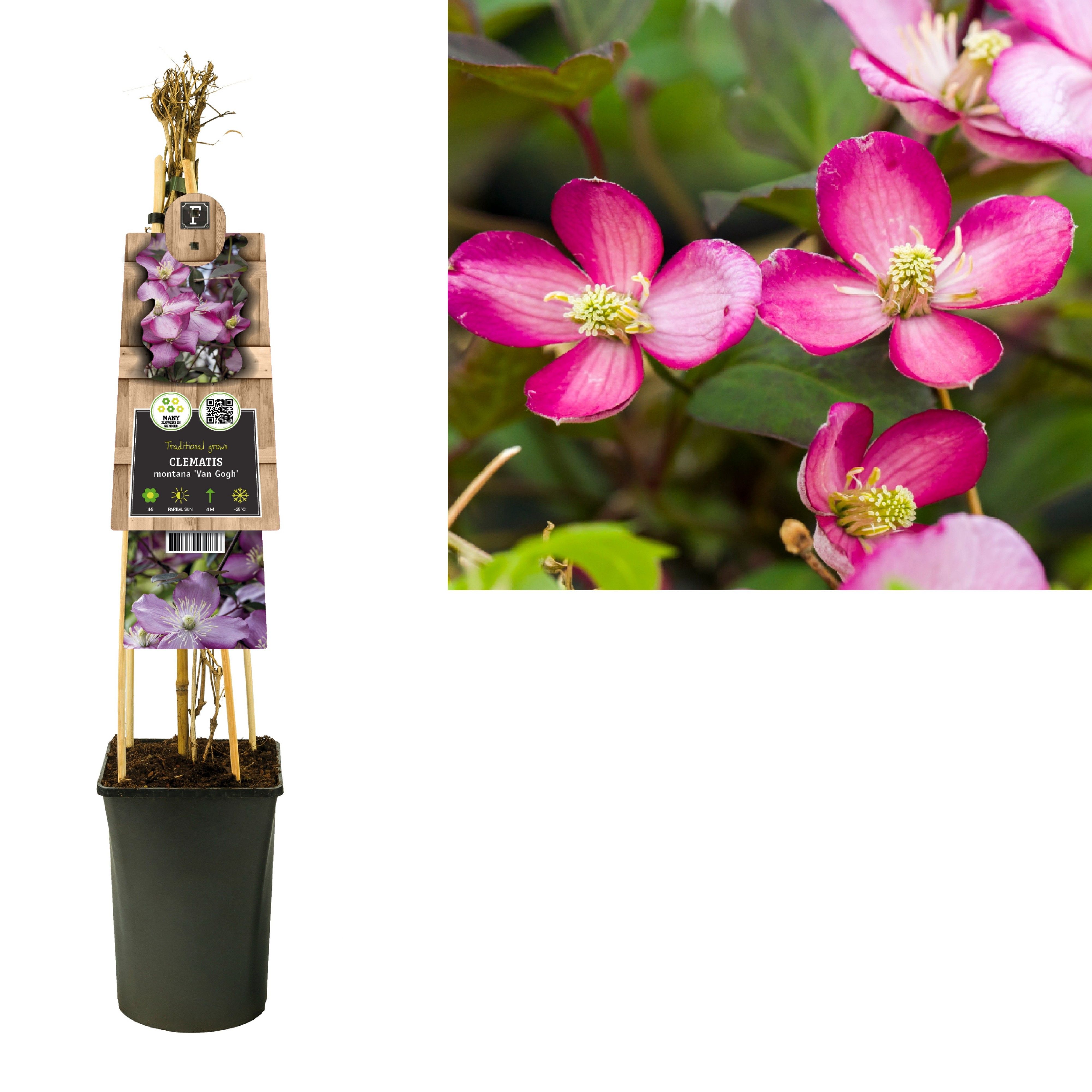 Clematis montana 'Van Gogh' +3.0 label, D 17