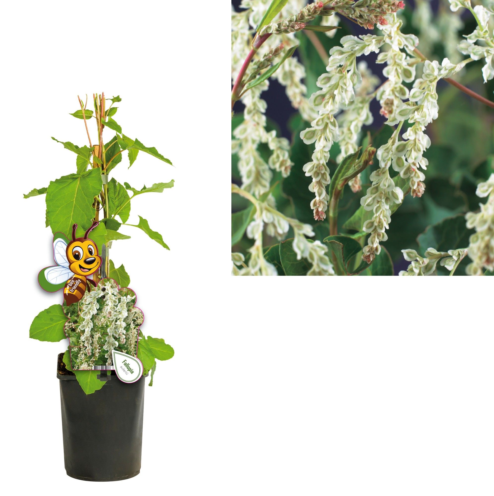 Fallopia aubertii +bee label, D 11