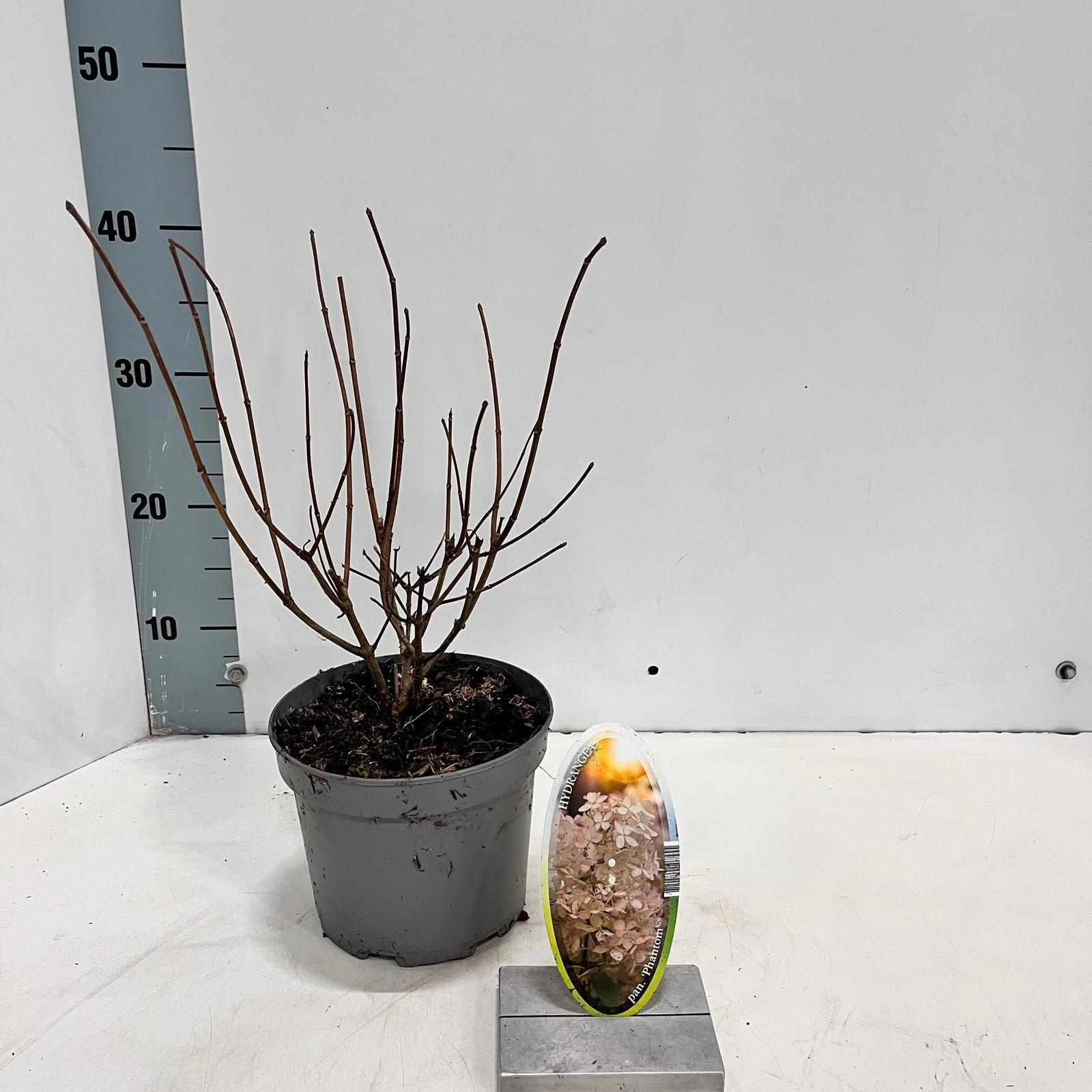 Hydrangea pan. 'Phantom', D 17