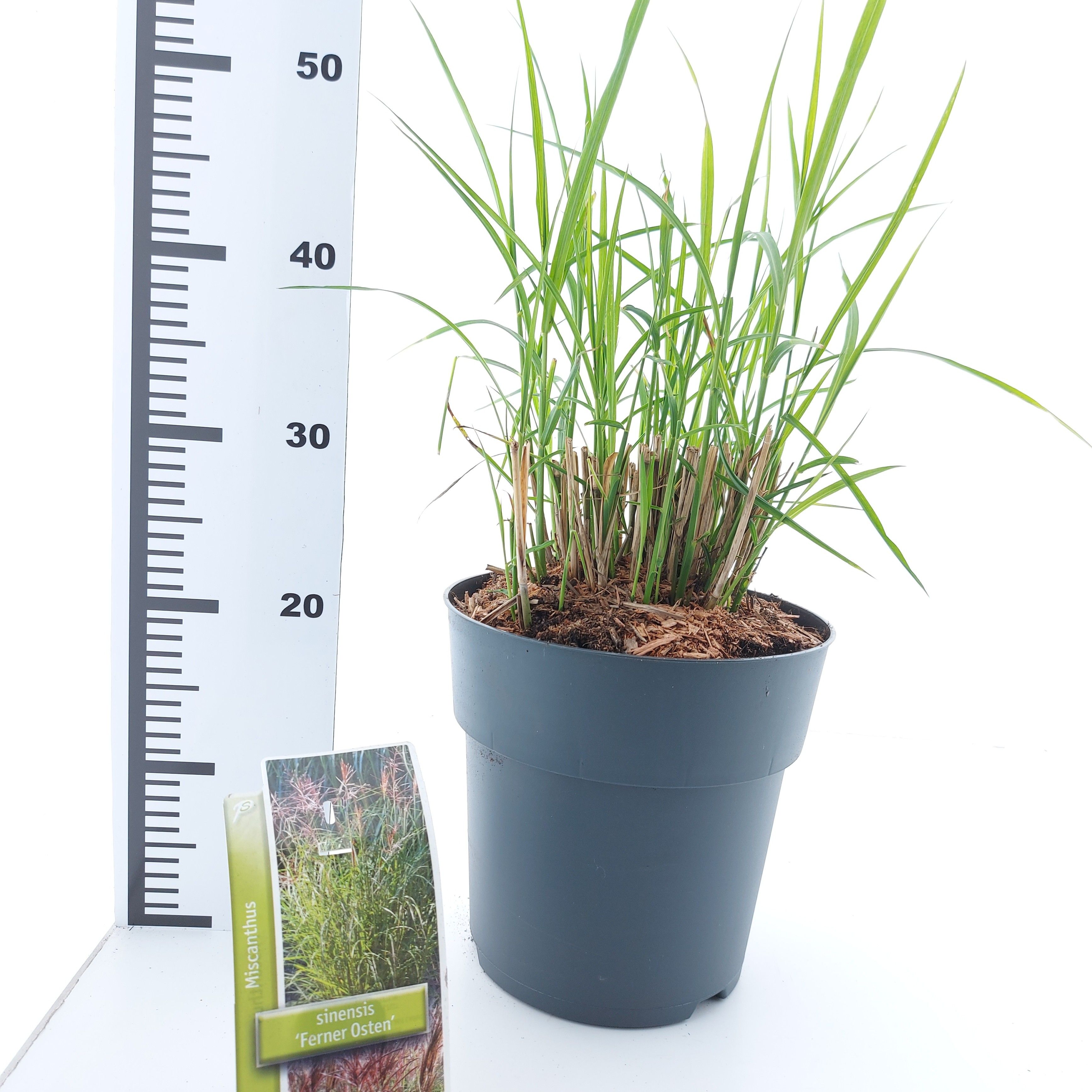 Miscanthus sin. 'Ferner Osten', D 23