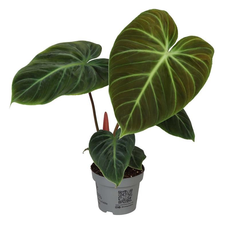 PHILODENDRON-HYBRID 'EL CHOCO RED', D 12