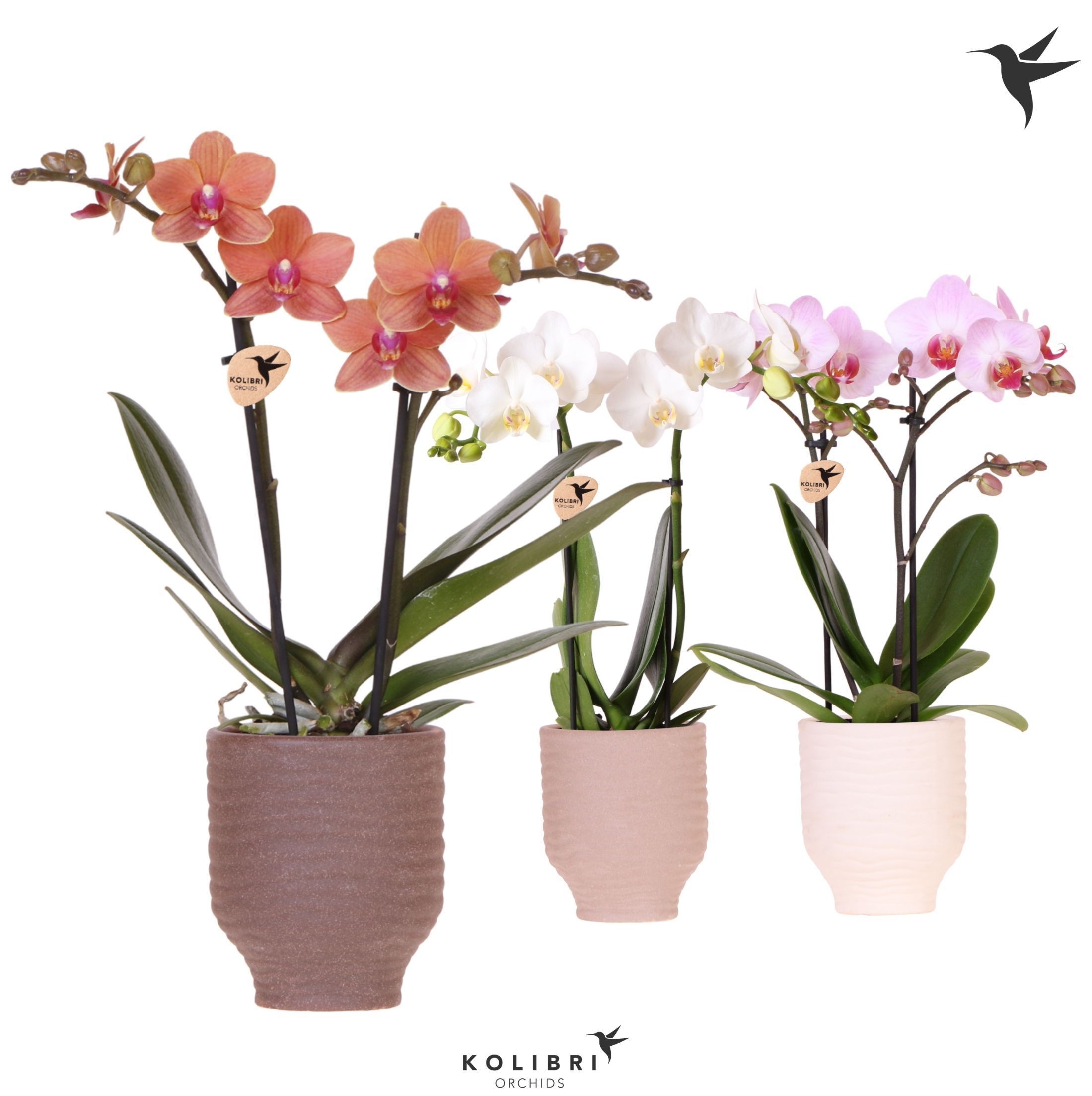 Kolibri Orchids Phalaenopsis mix 2 spike in Beach pot mix, D 9