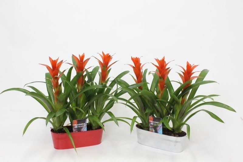 Ostara in Tin Can Triple, D 20