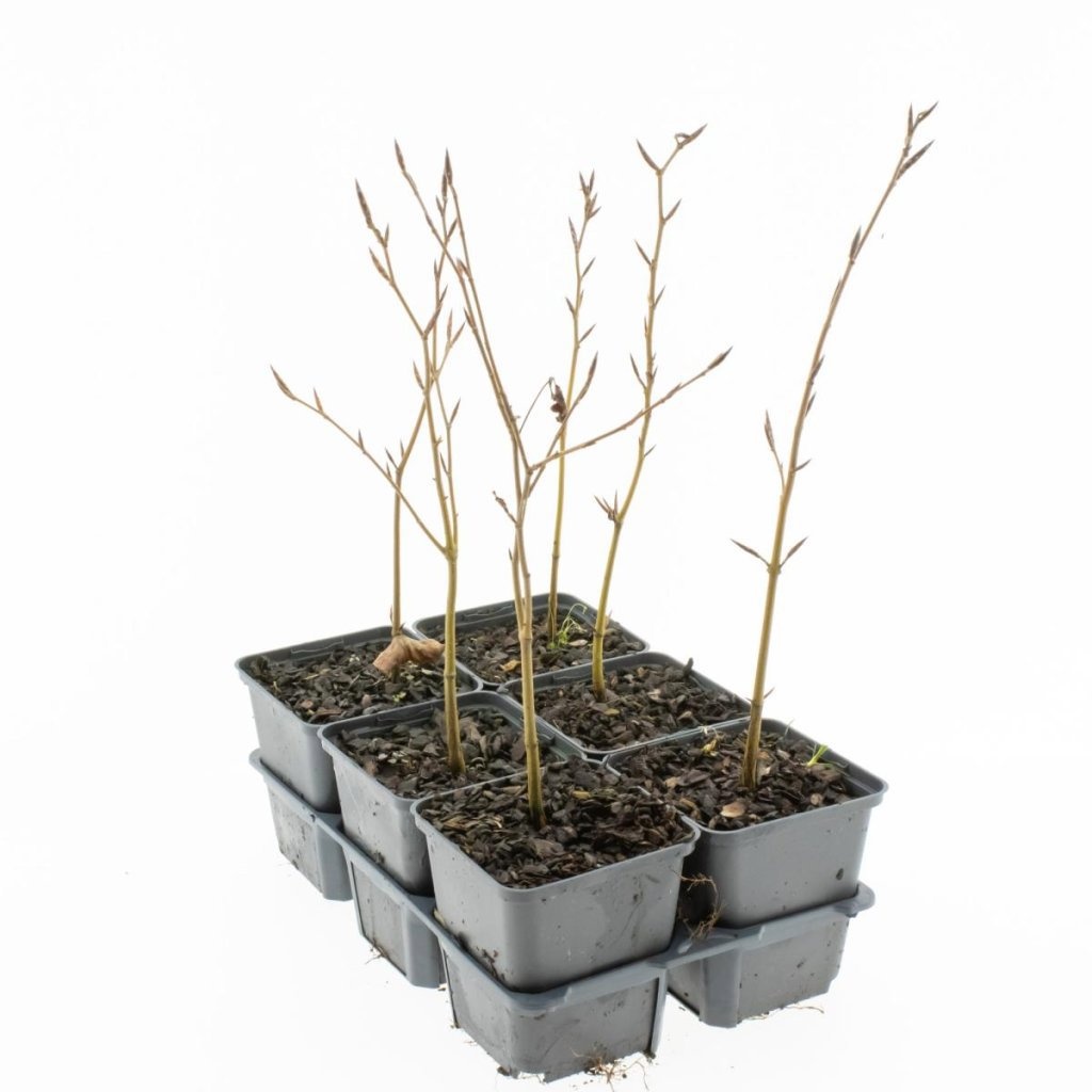 Fagus sylvatica, D 9