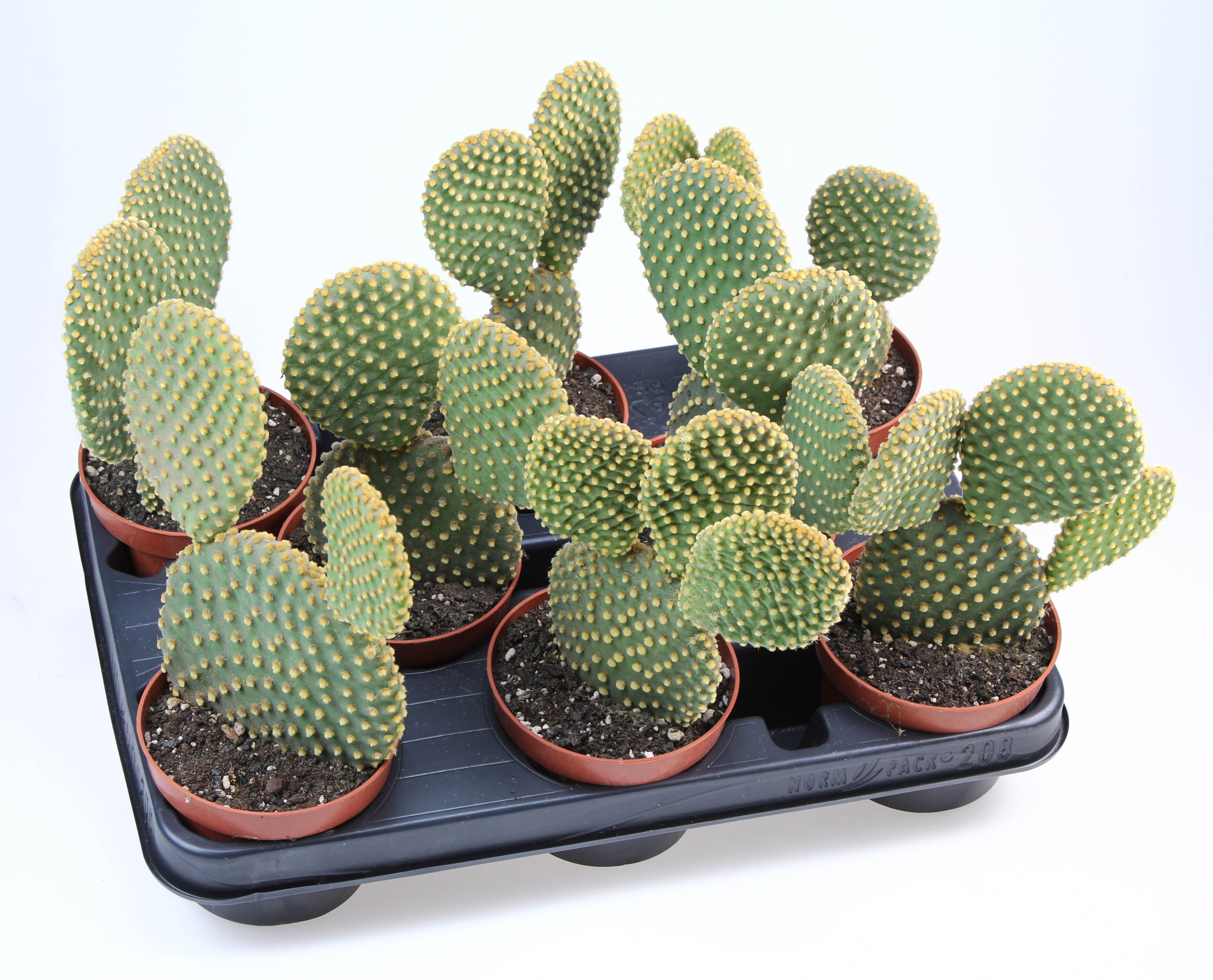 Opuntia Microdasys, D 10,5