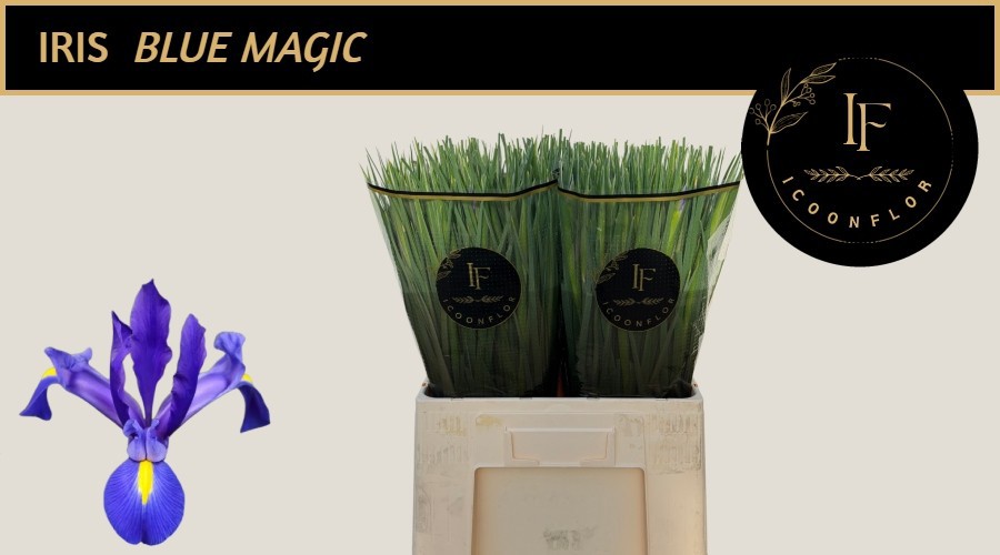 Ирис Блю Мэджик (син.), шт.