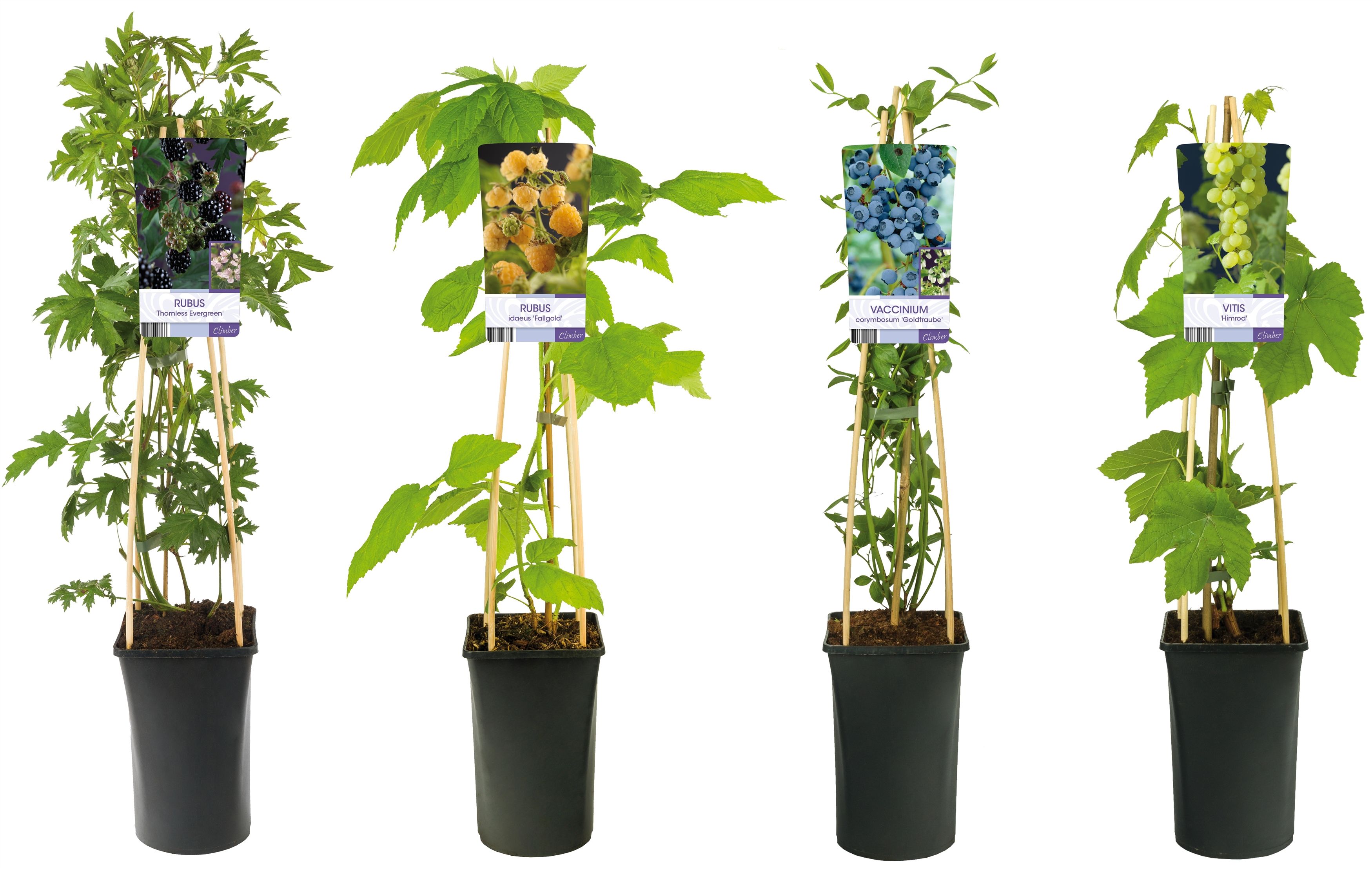 Mix CC Fruit +light label, D 17