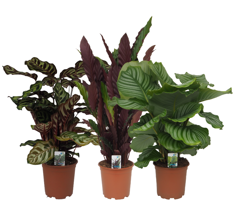 Calathea mix (Makoyana, Rufibarba, Orbifolia), D 19