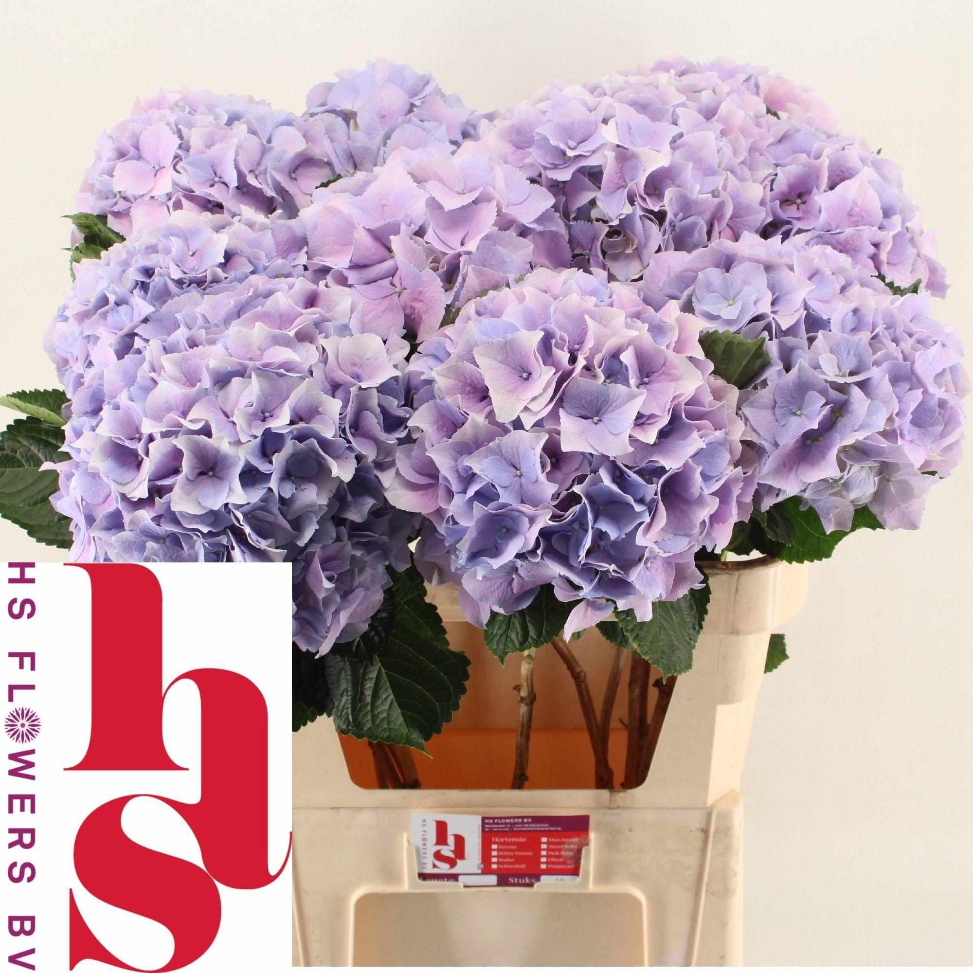 Гортензия Роял Бенефит 80, шт.