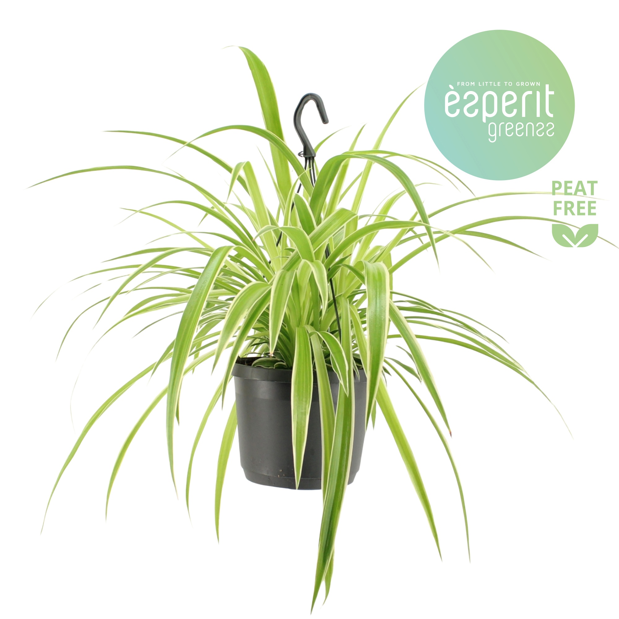 Chlorophytum Com. Variegatum hangpot, D 17