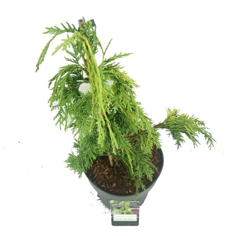 Chamaecyparis n. 'Golden Waterfall', D 23