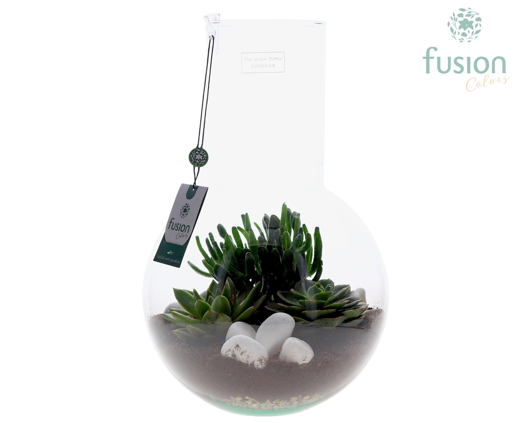 Green Bottle Suzanne Large met Succulenten, D 26