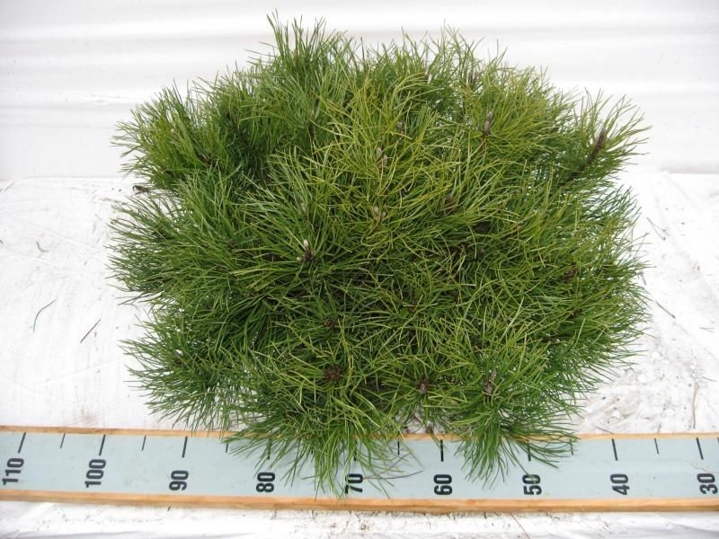 Pinus mugo mughus, D 26