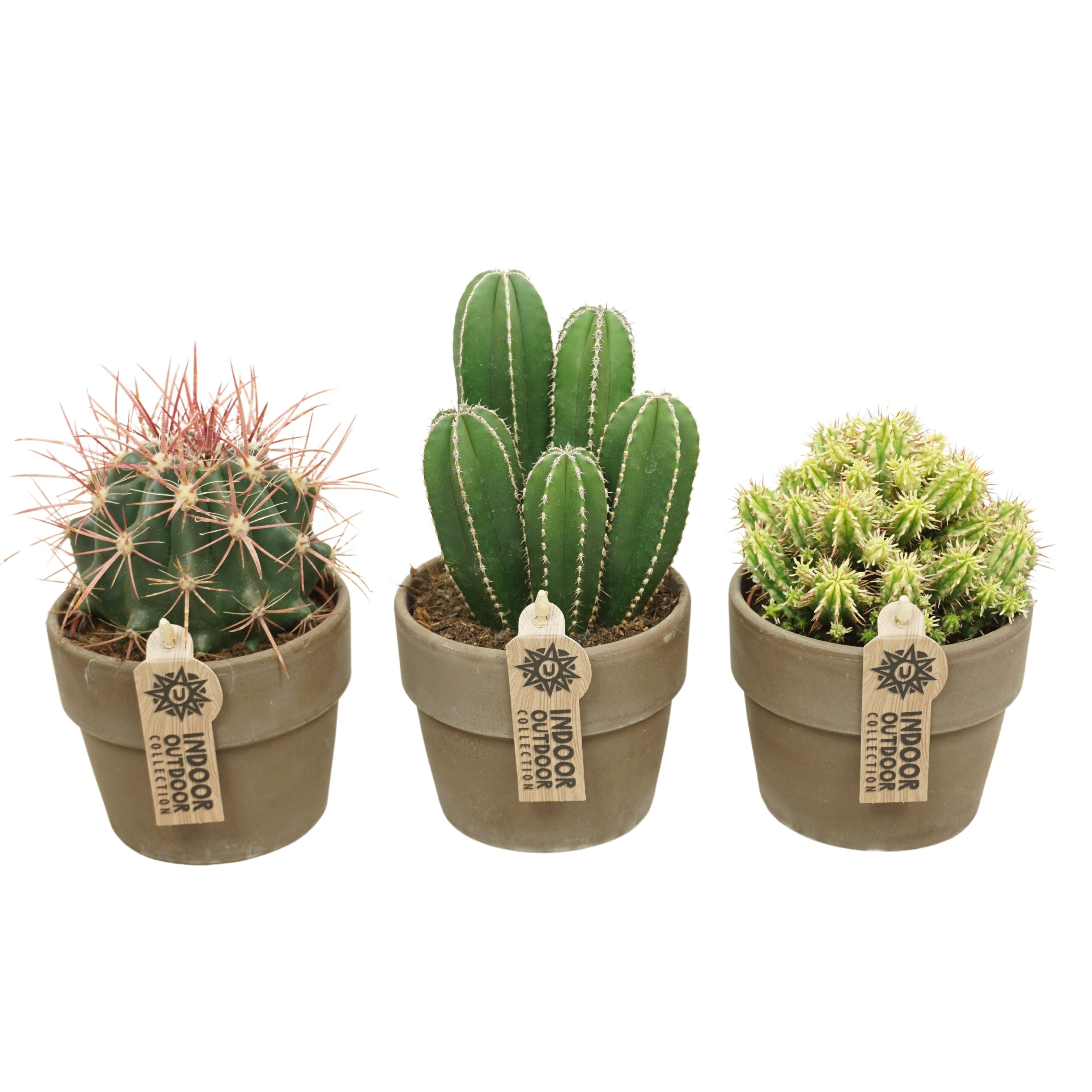 Cactus mix in 12 cm 'Grijze Kraagpot', D 10,5