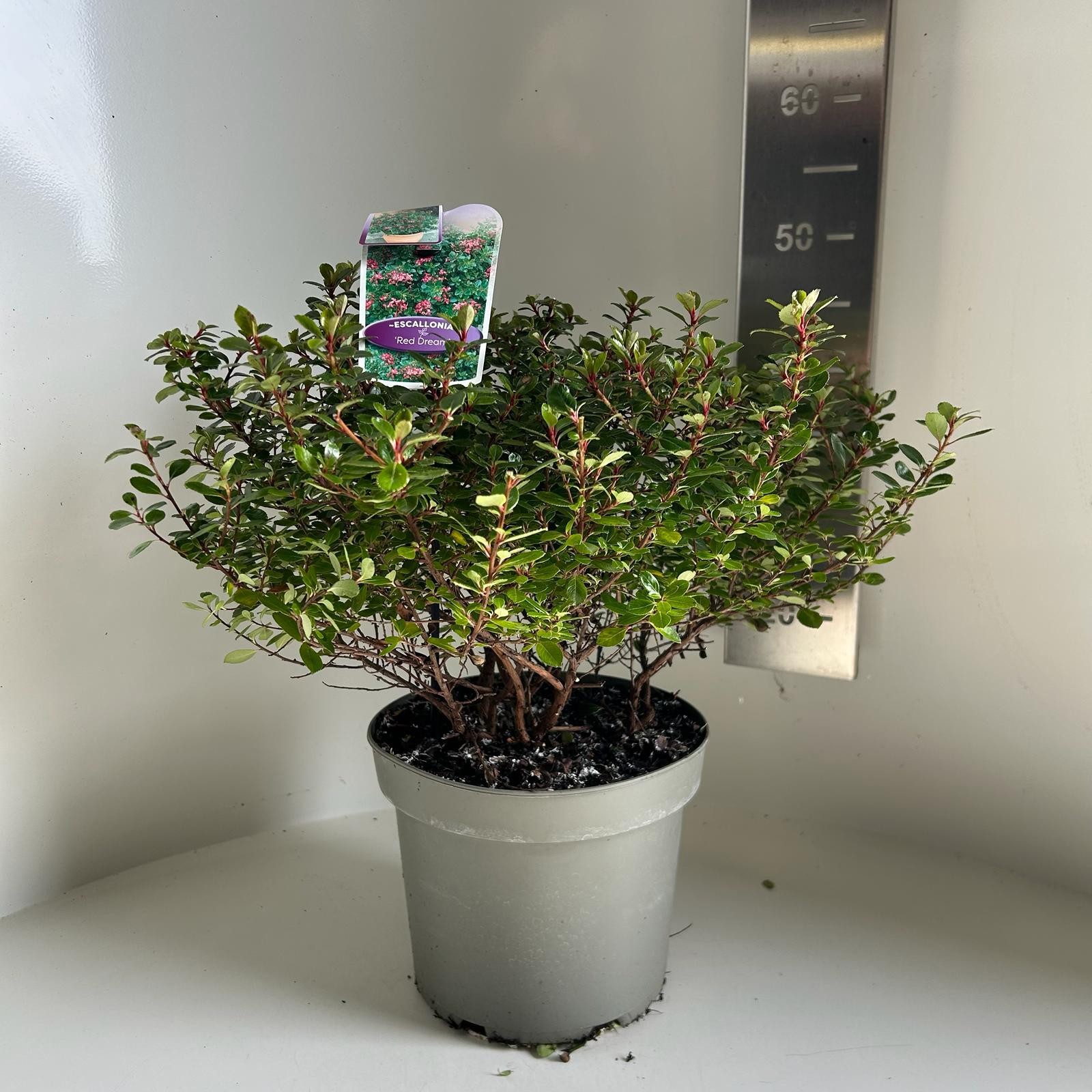 Escallonia Red Dream, D 23