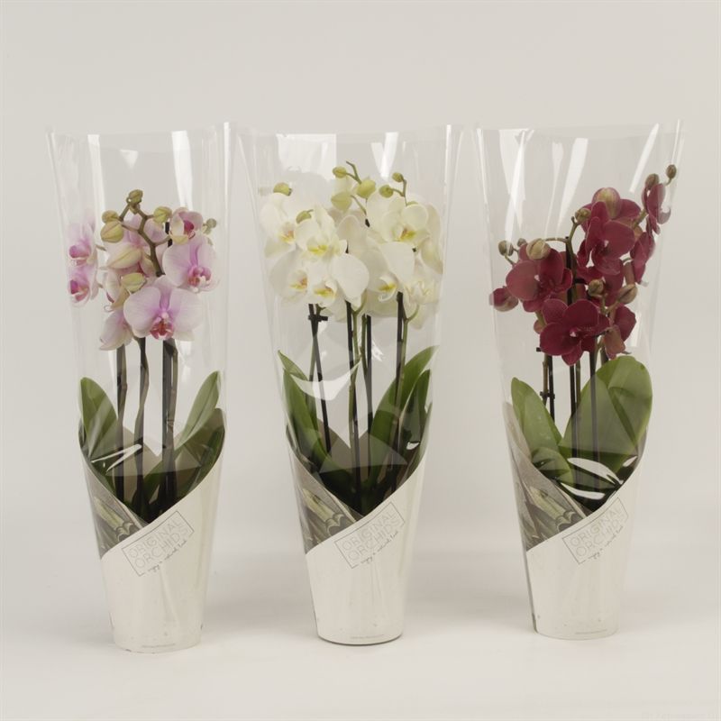 Phalaenopsis gemengd 4 tak gemengd in koker Artemis, D 12