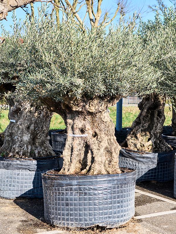 Olea europaea (220-280), D 120