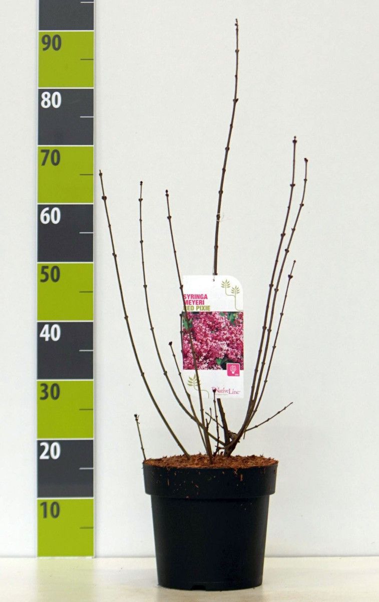 Weigela 'Bristo Ruby' C 4,6, D 23