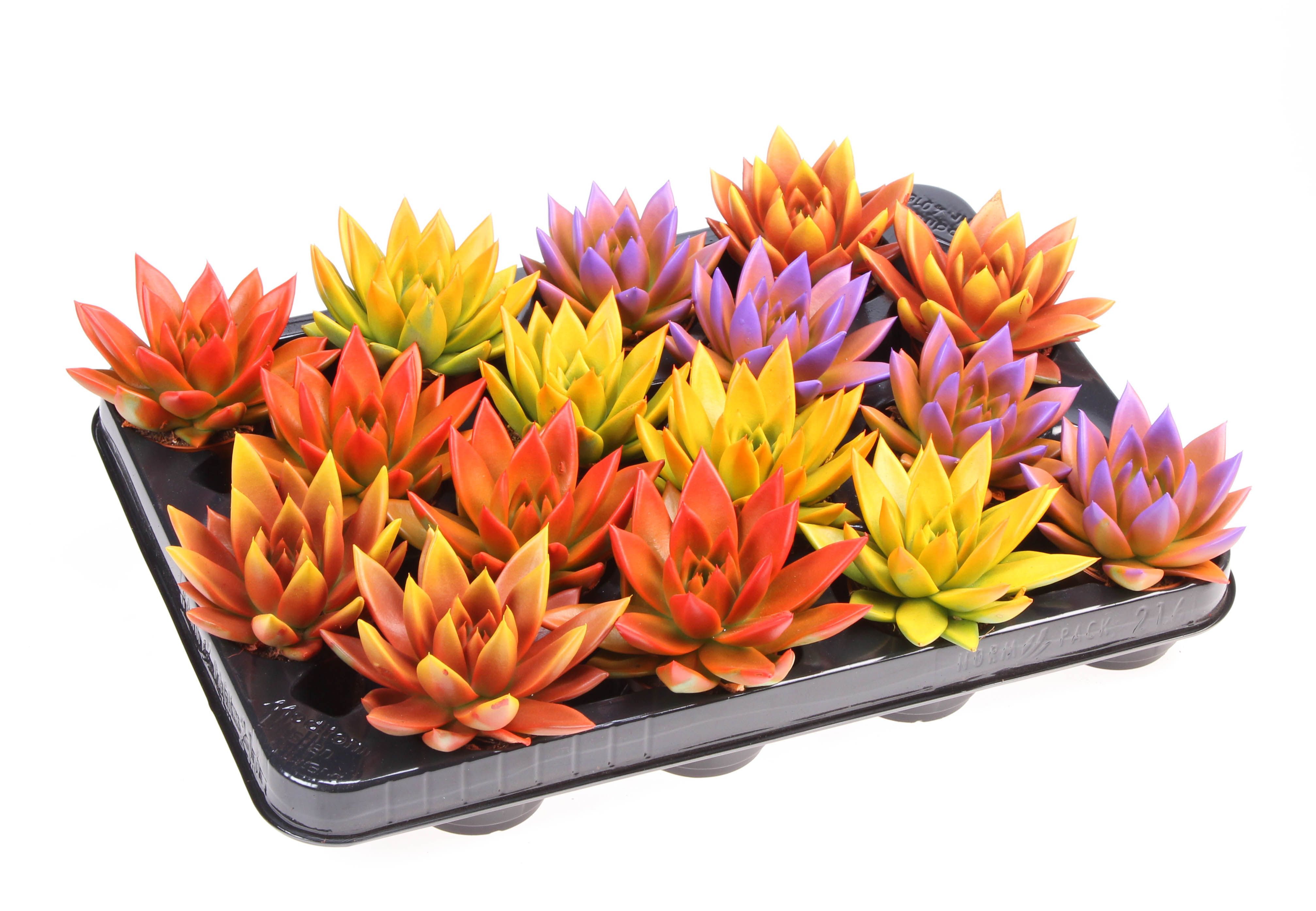 Rainbow bicolor, D 6