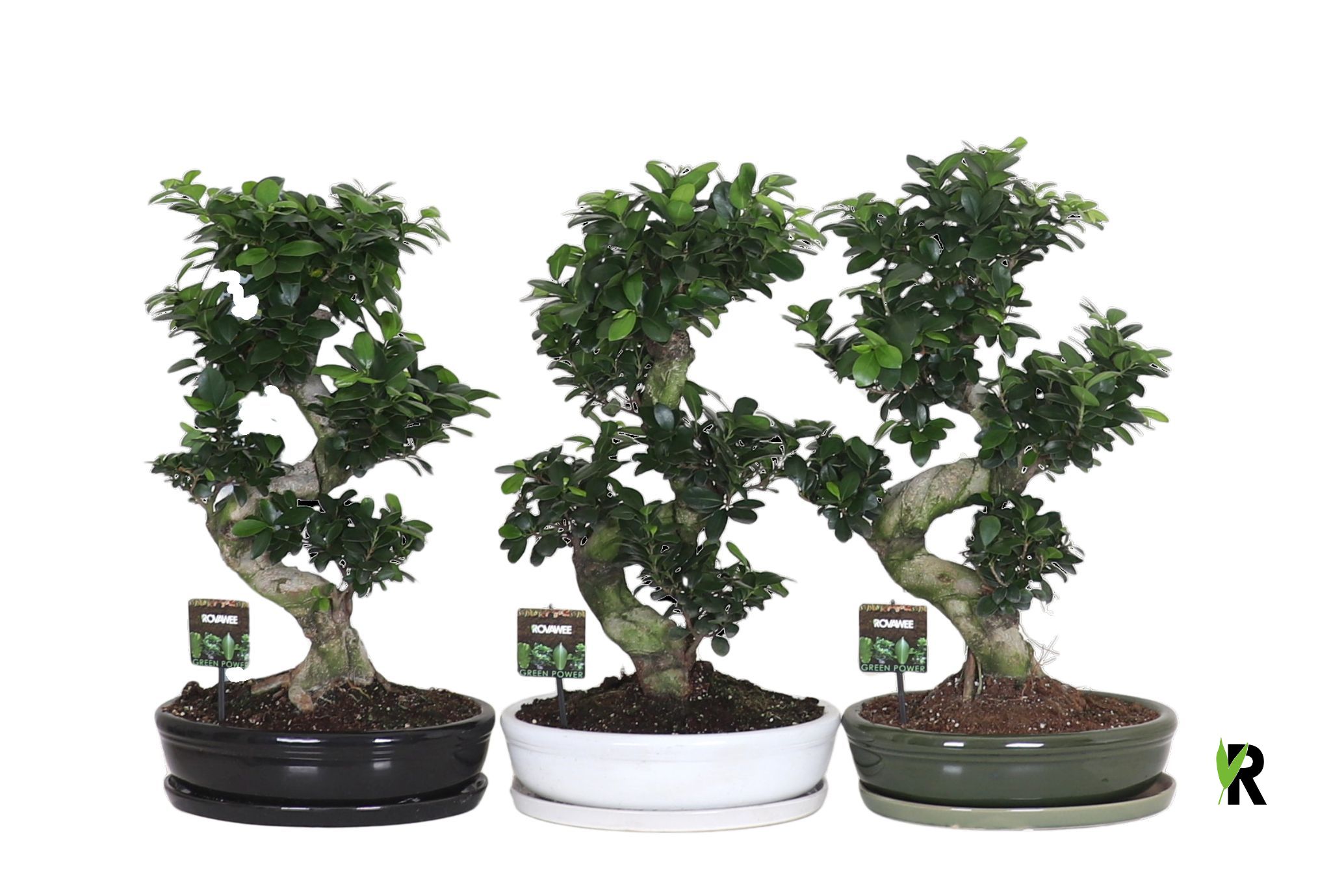 Ficus micr. S-type in keramiek ovaal schaal met schotel gemengd, D 35