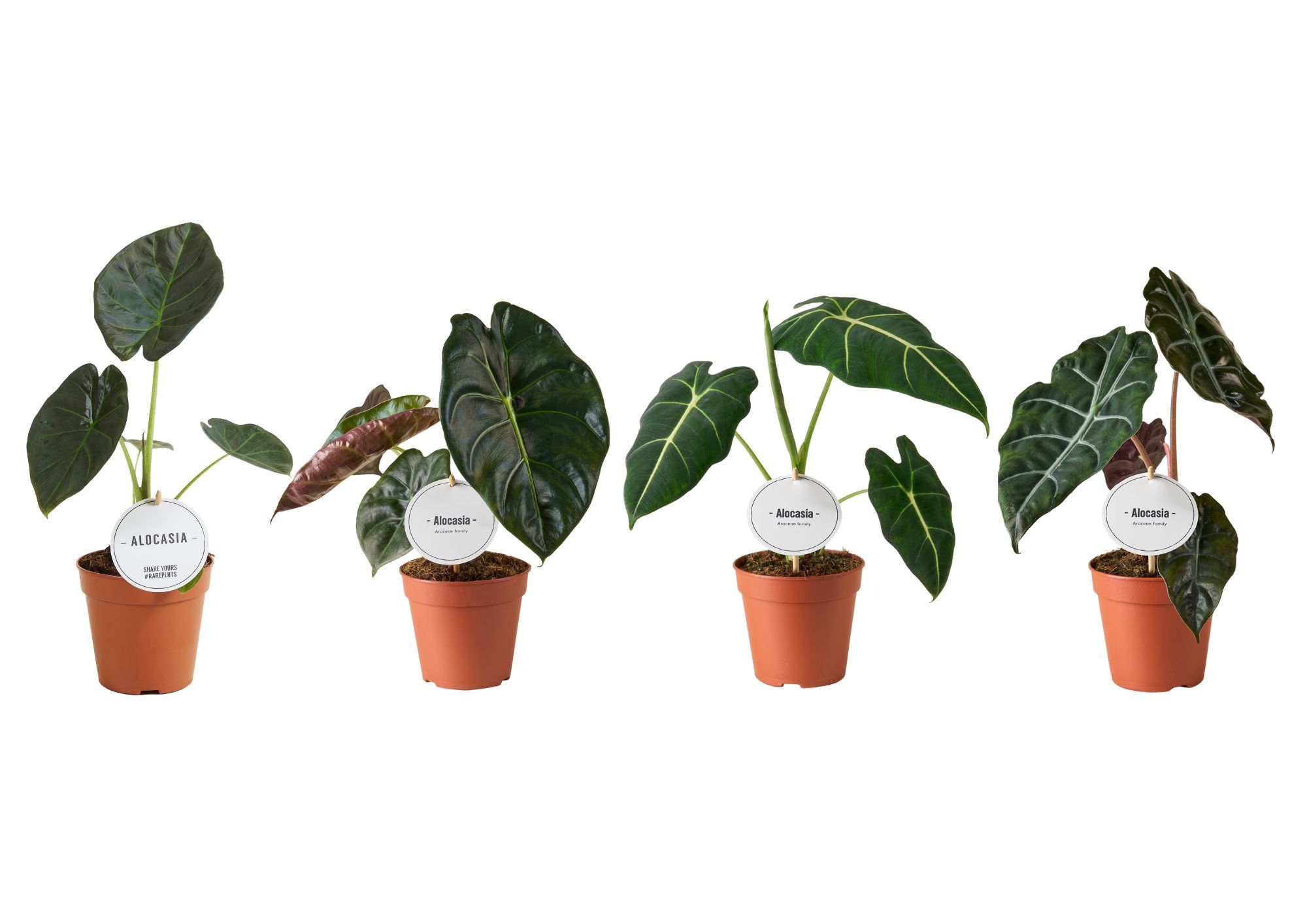 Alocasia Mix Hoog, D 12