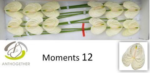 Антуриум Моментс (бел.) x12, шт.