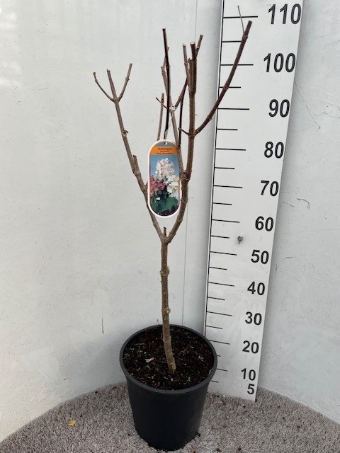 Hydrangea pan. Early Sensation 40-50 stam P28 C10, D 28