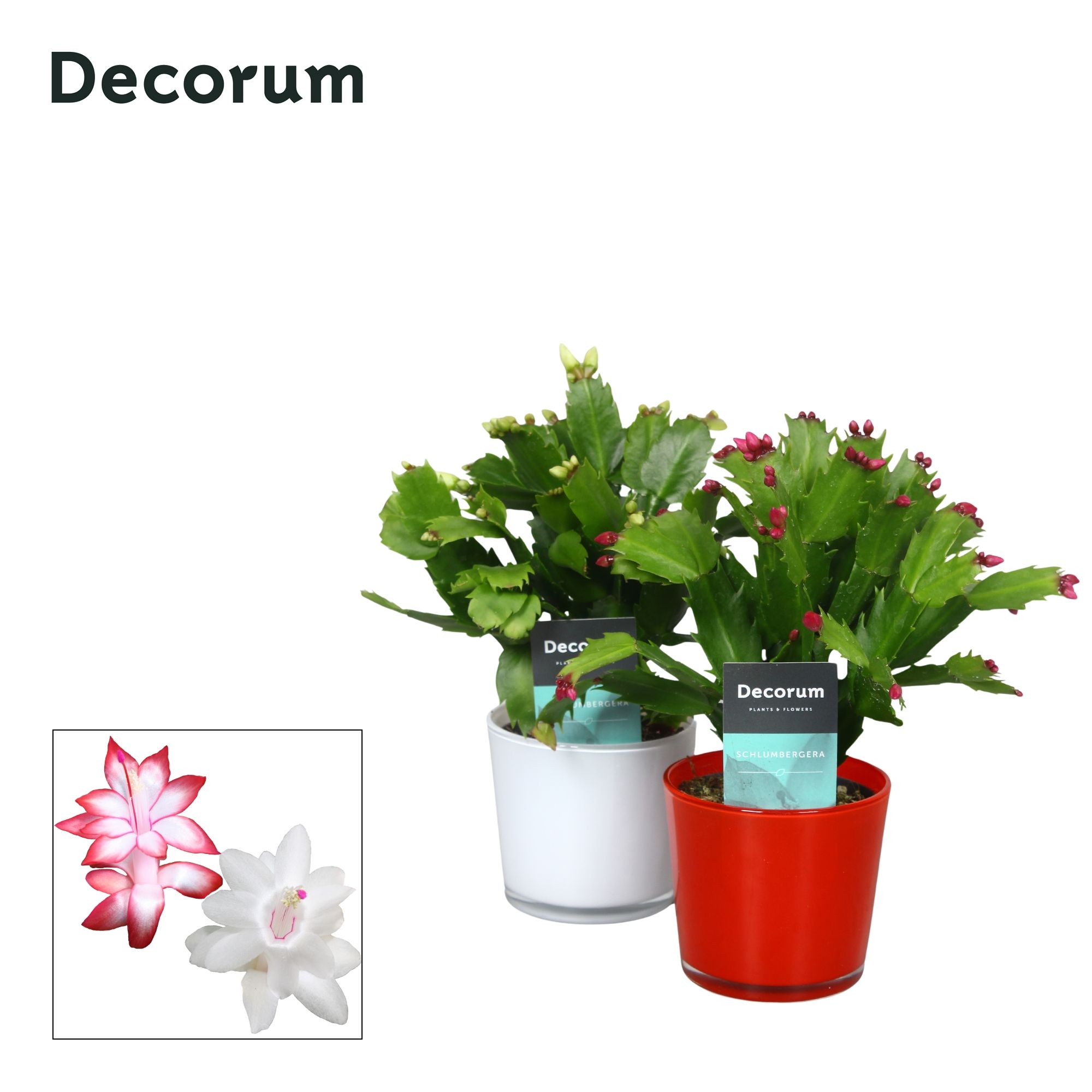 Schlumbergera - 9 cm - Glaspot Nashville red/white - Decorum, D 9