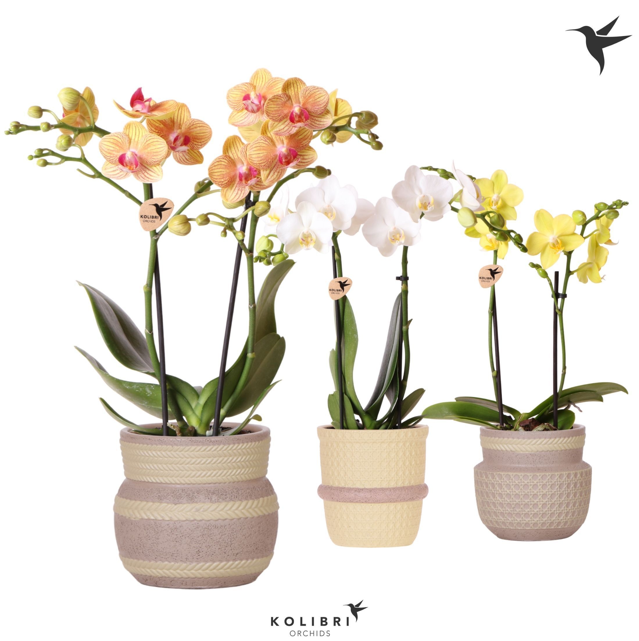 Kolibri Orchids Phalaenopsis mix 2 spike in Ethnic pot khaki mix, D 9